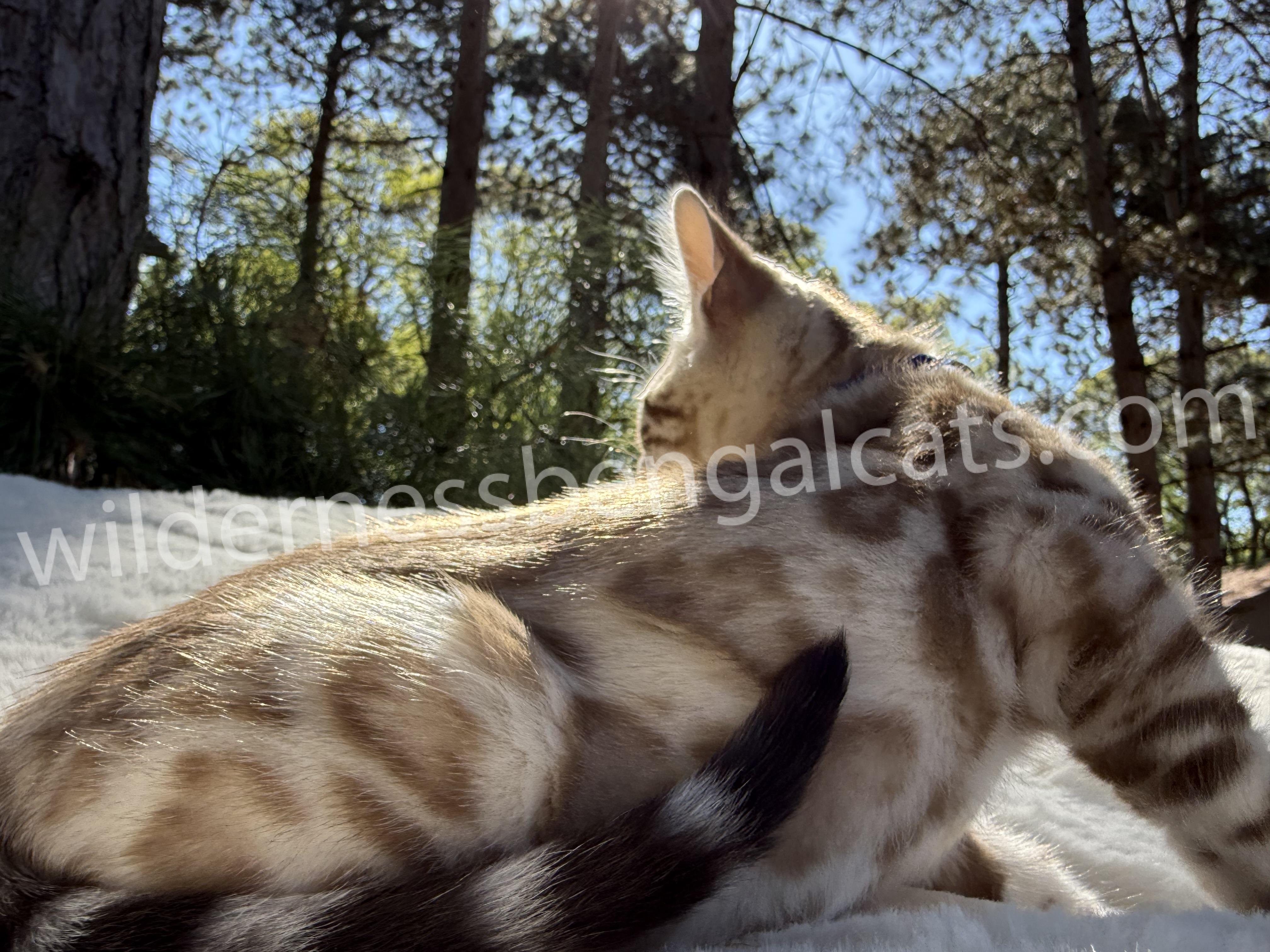 Blaze - Image 18