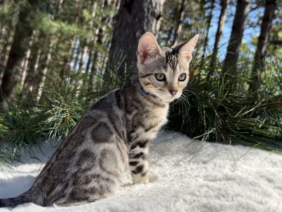 Duke