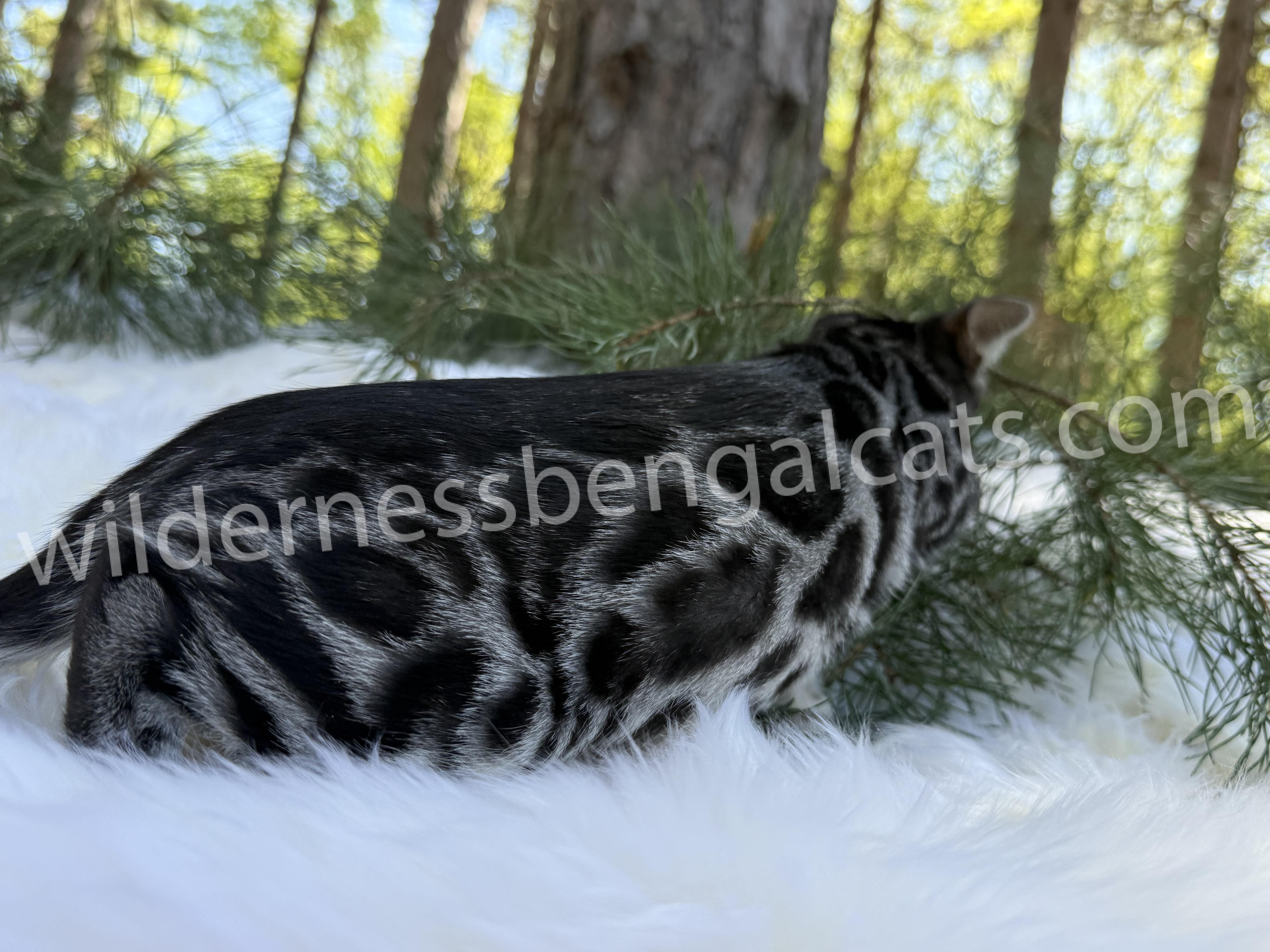 Pearl - Image 19