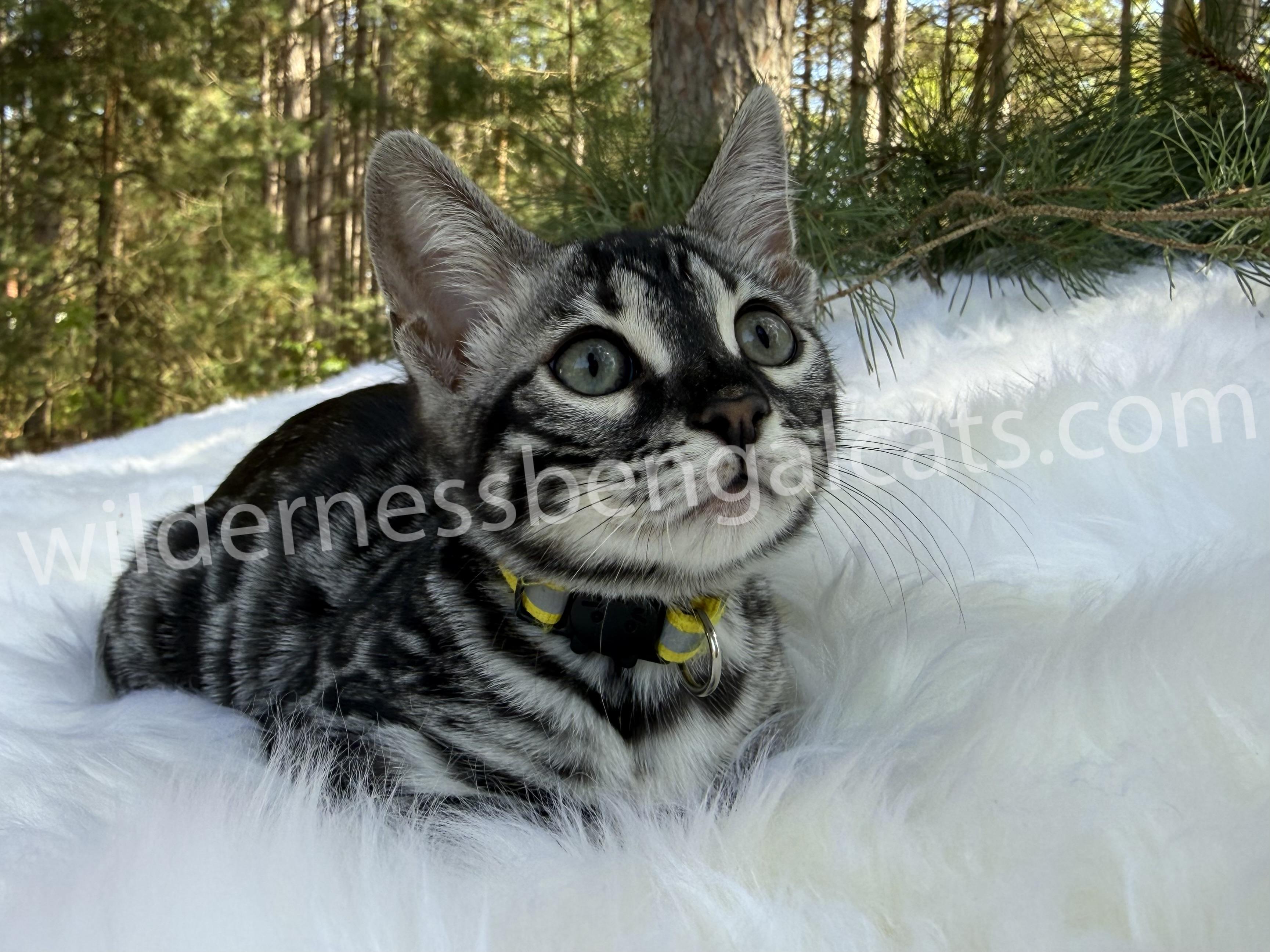 Pearl - Image 16