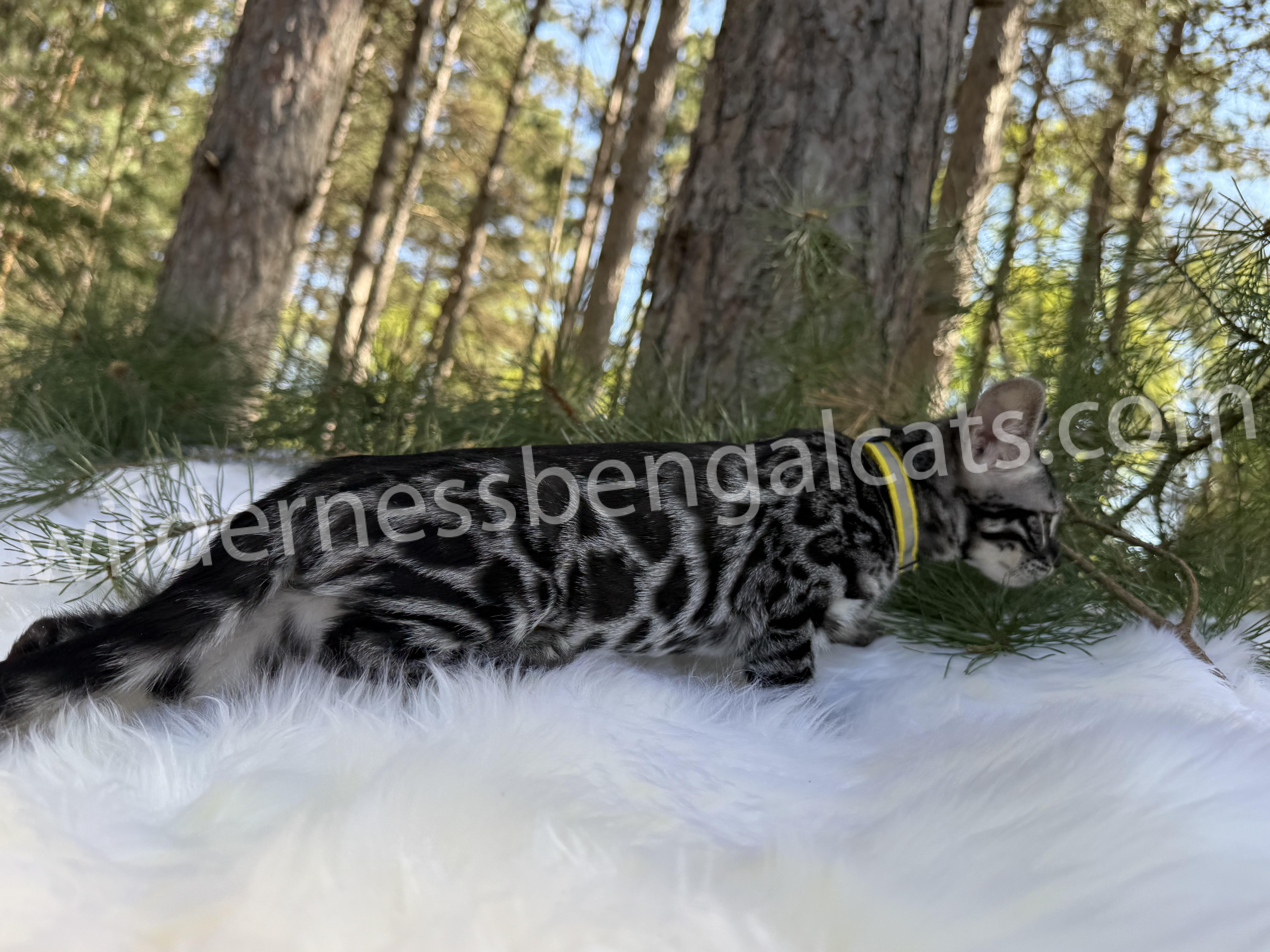 Pearl - Image 23