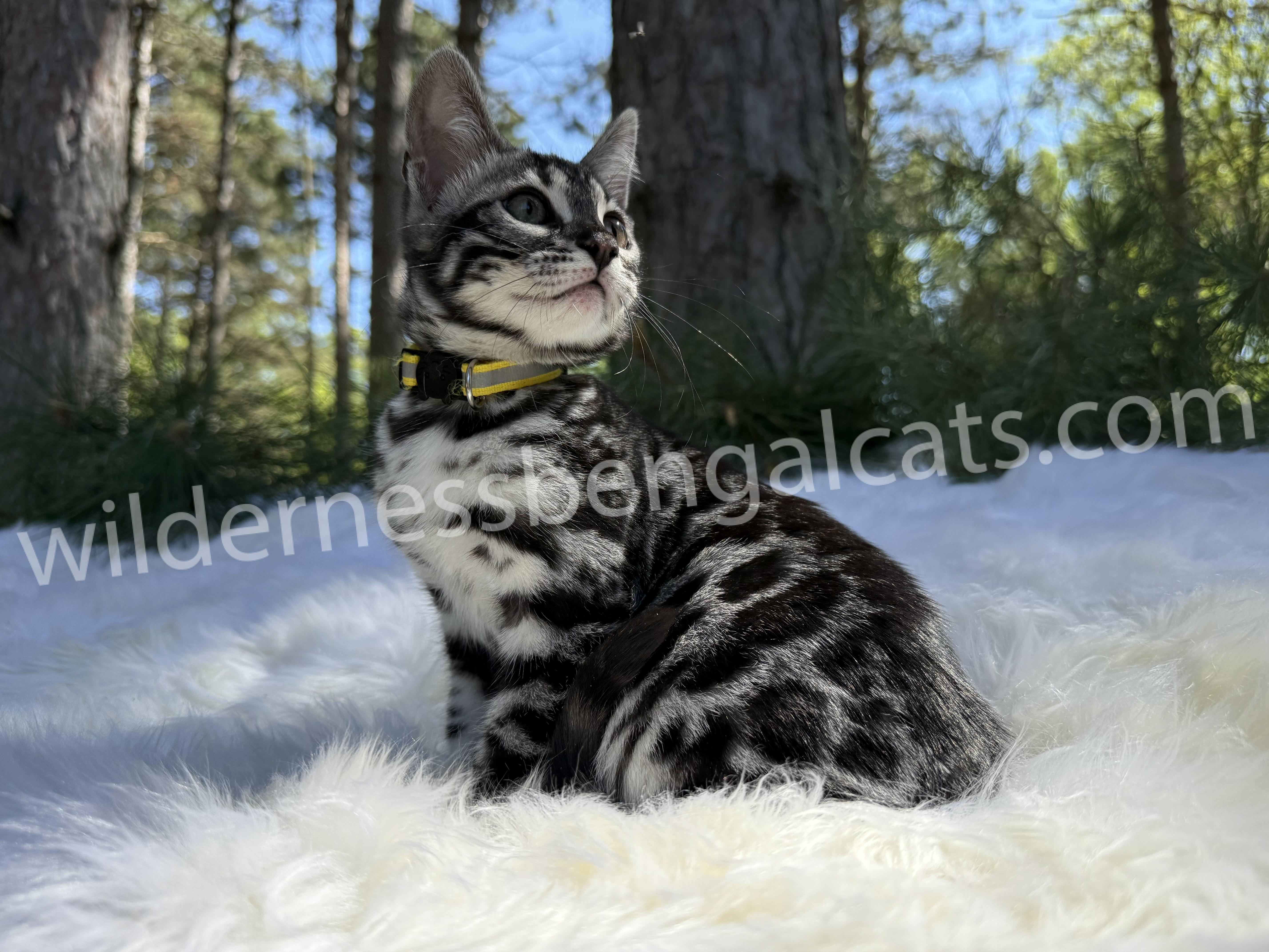 Pearl - Image 13