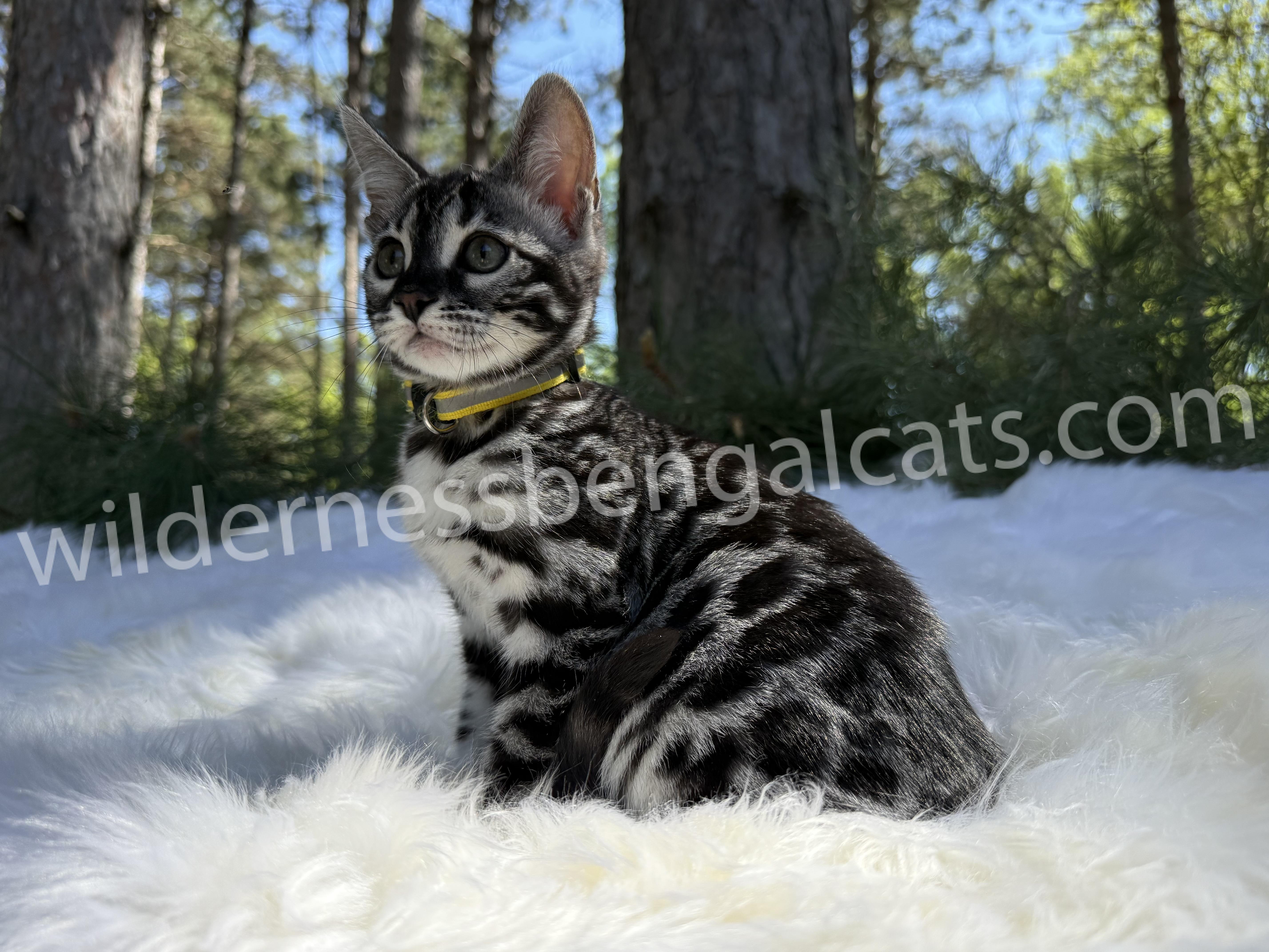 Pearl - Image 24