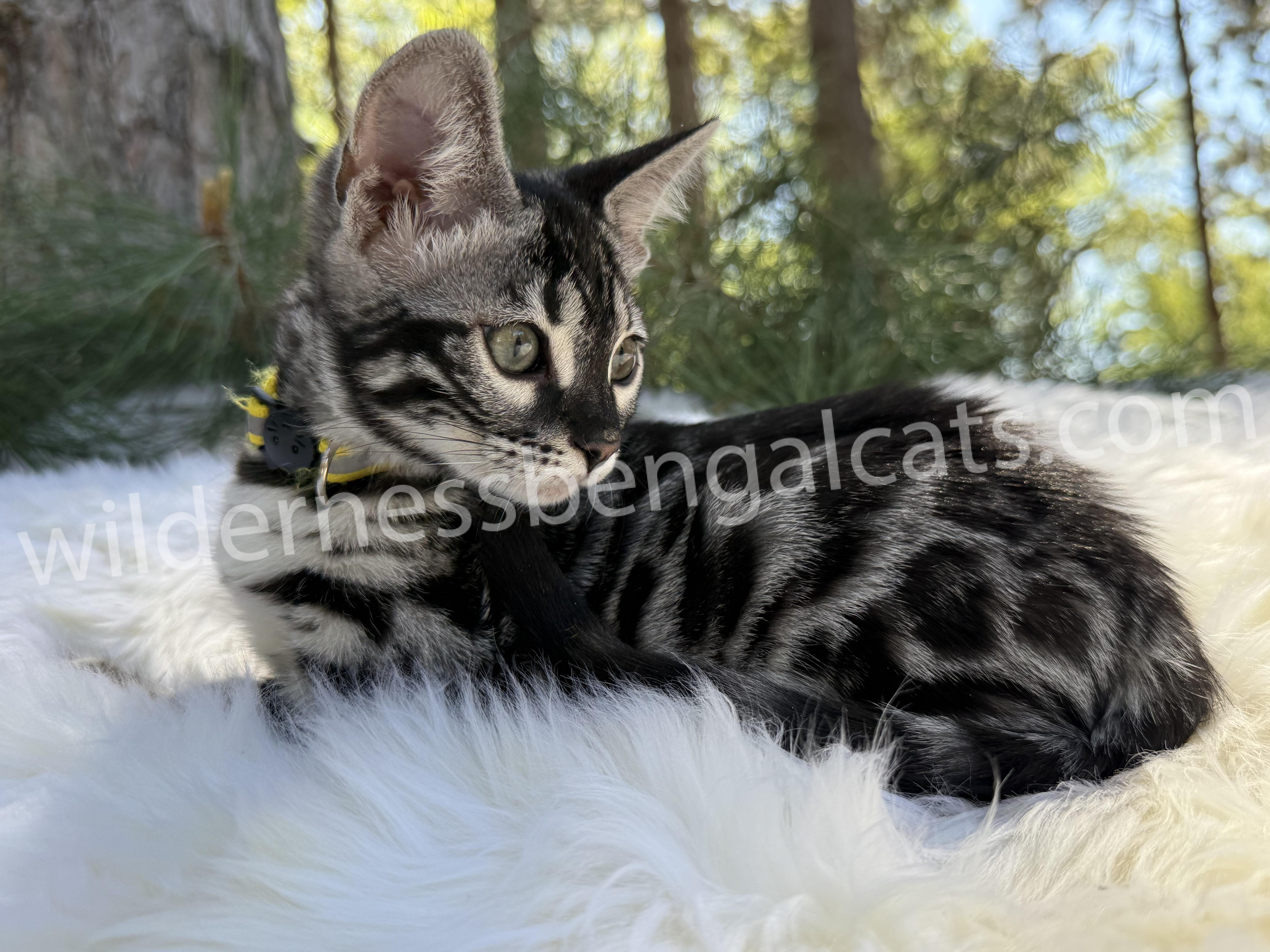 Pearl - Image 12