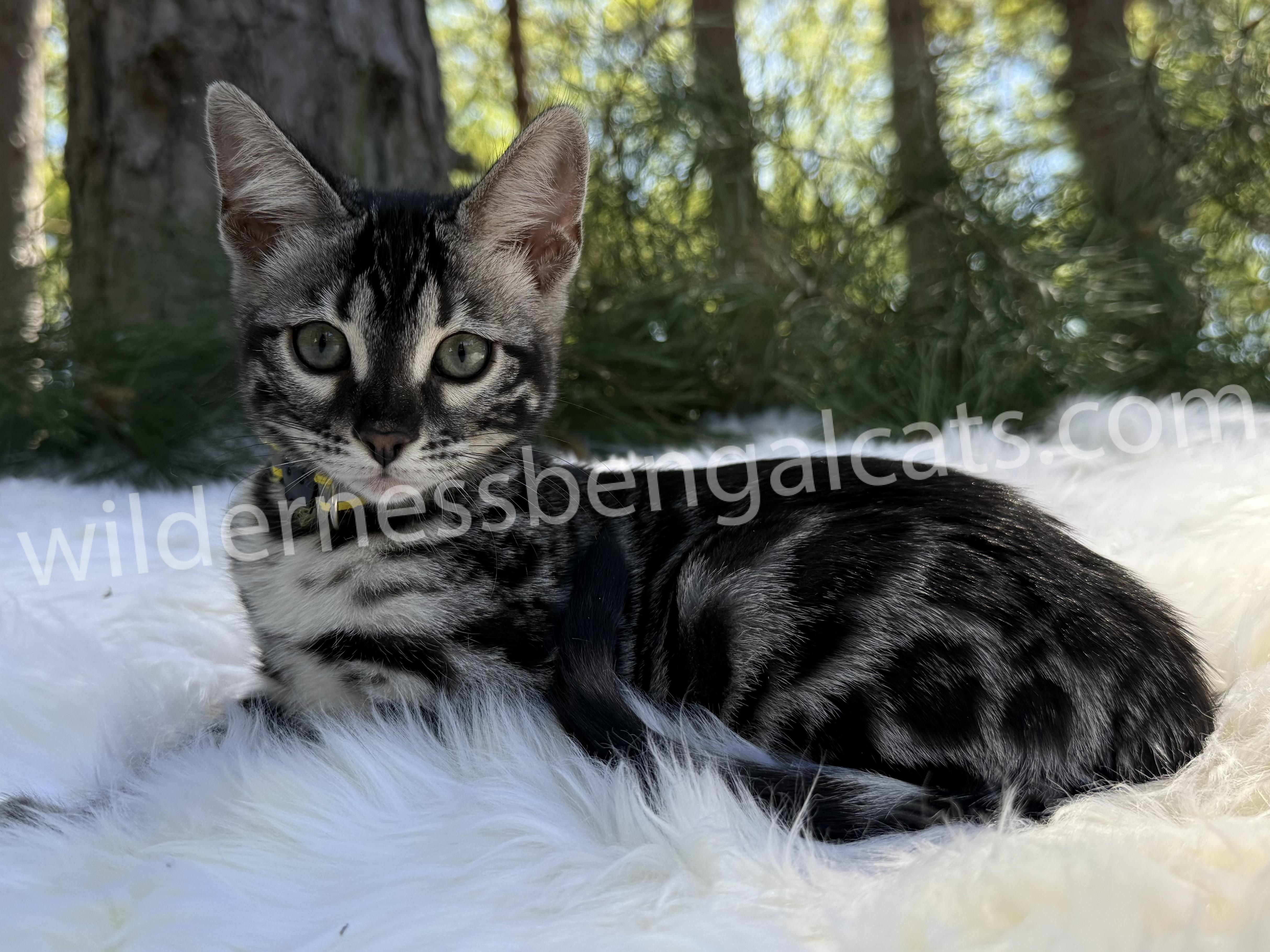 Pearl - Image 11
