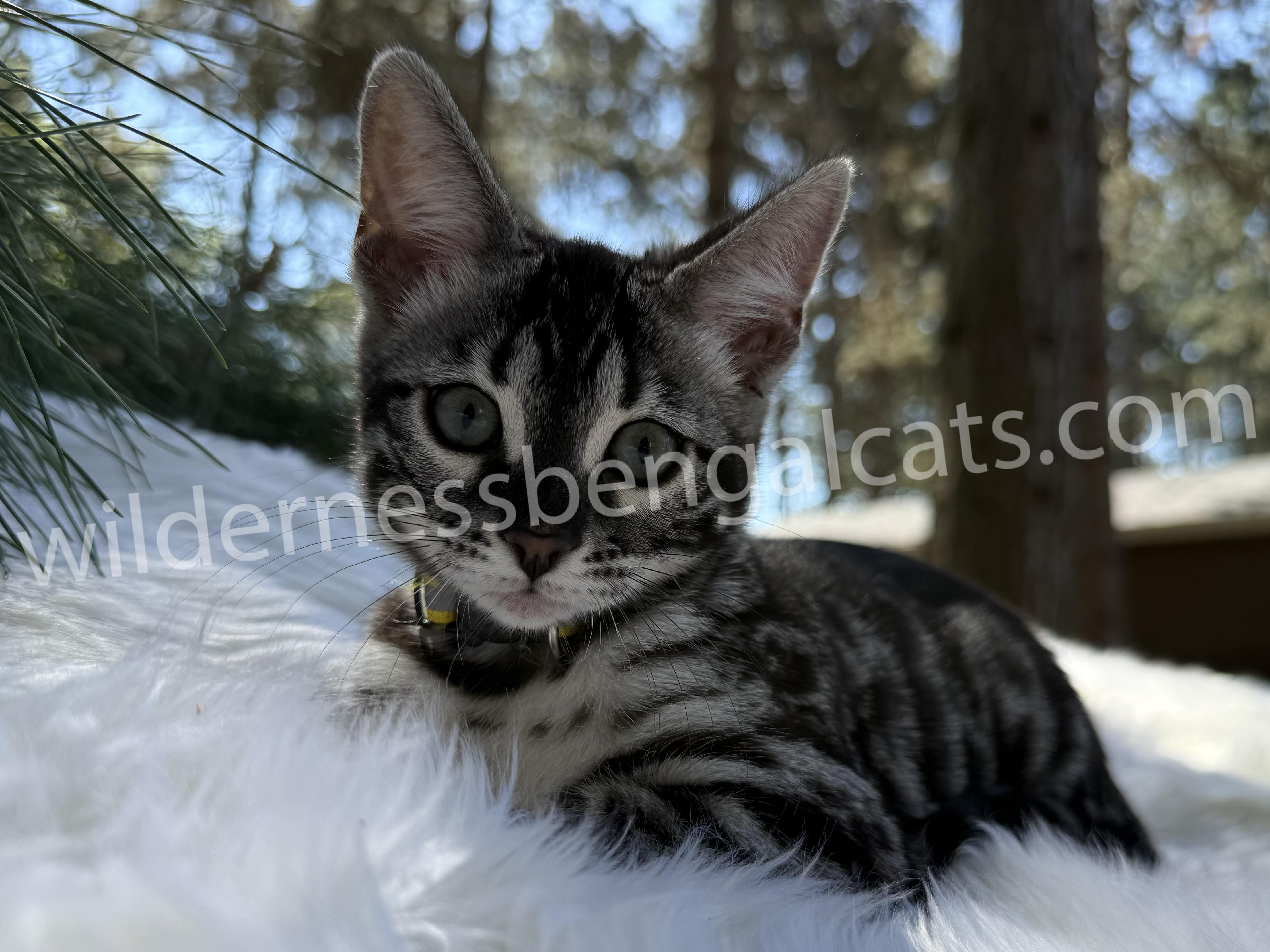 Pearl - Image 6