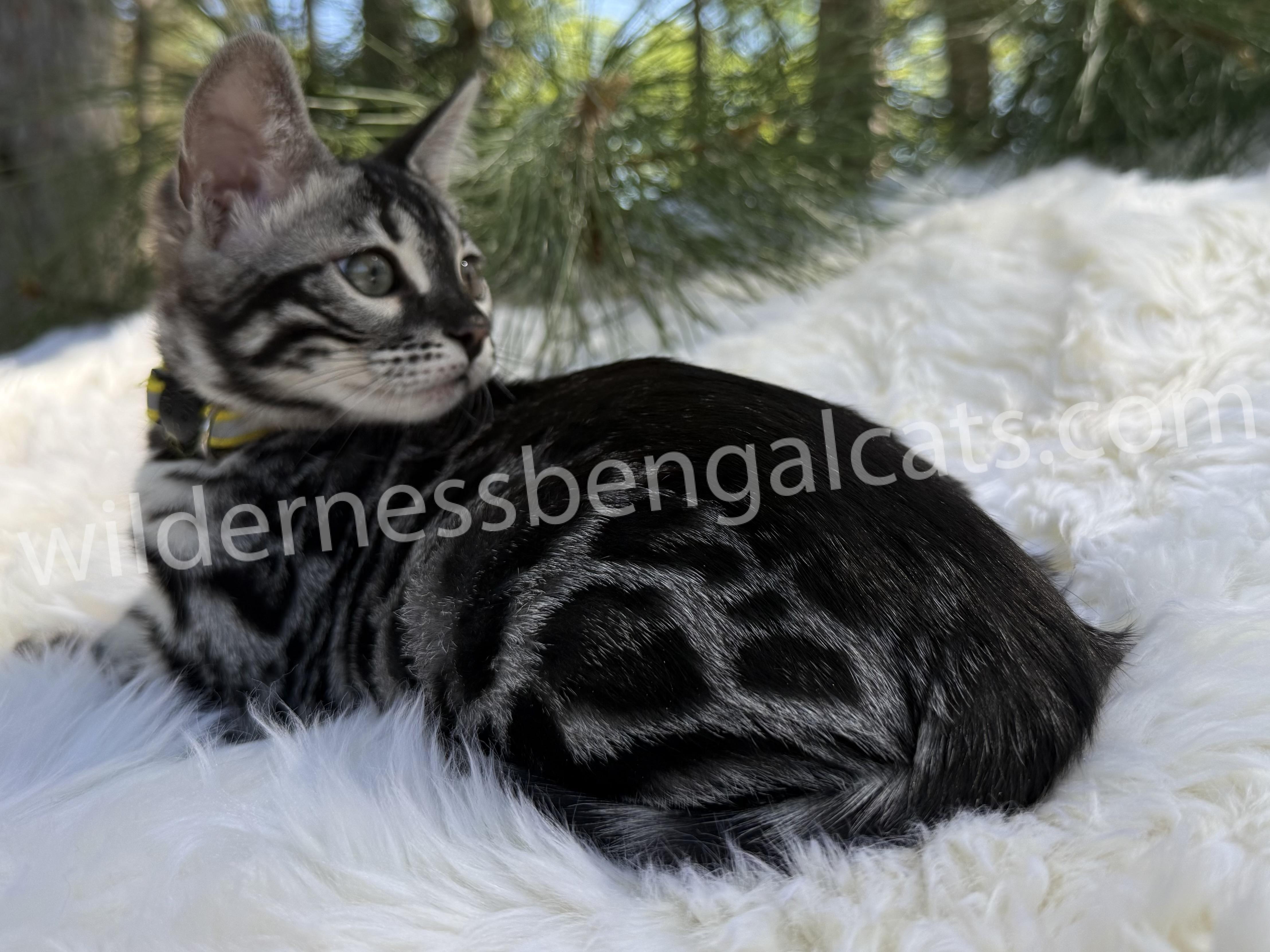 Pearl - Image 4