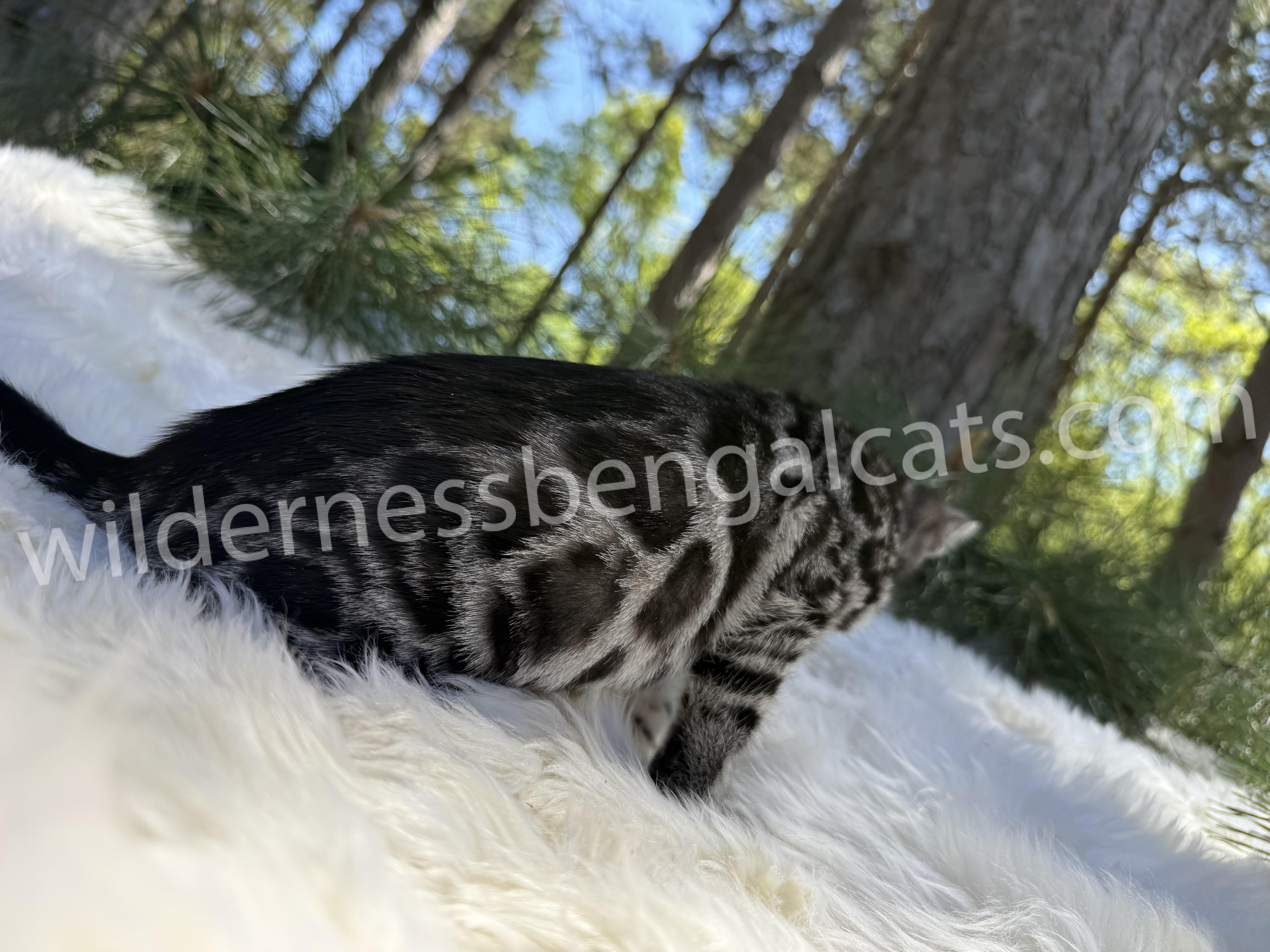 Pearl - Image 26