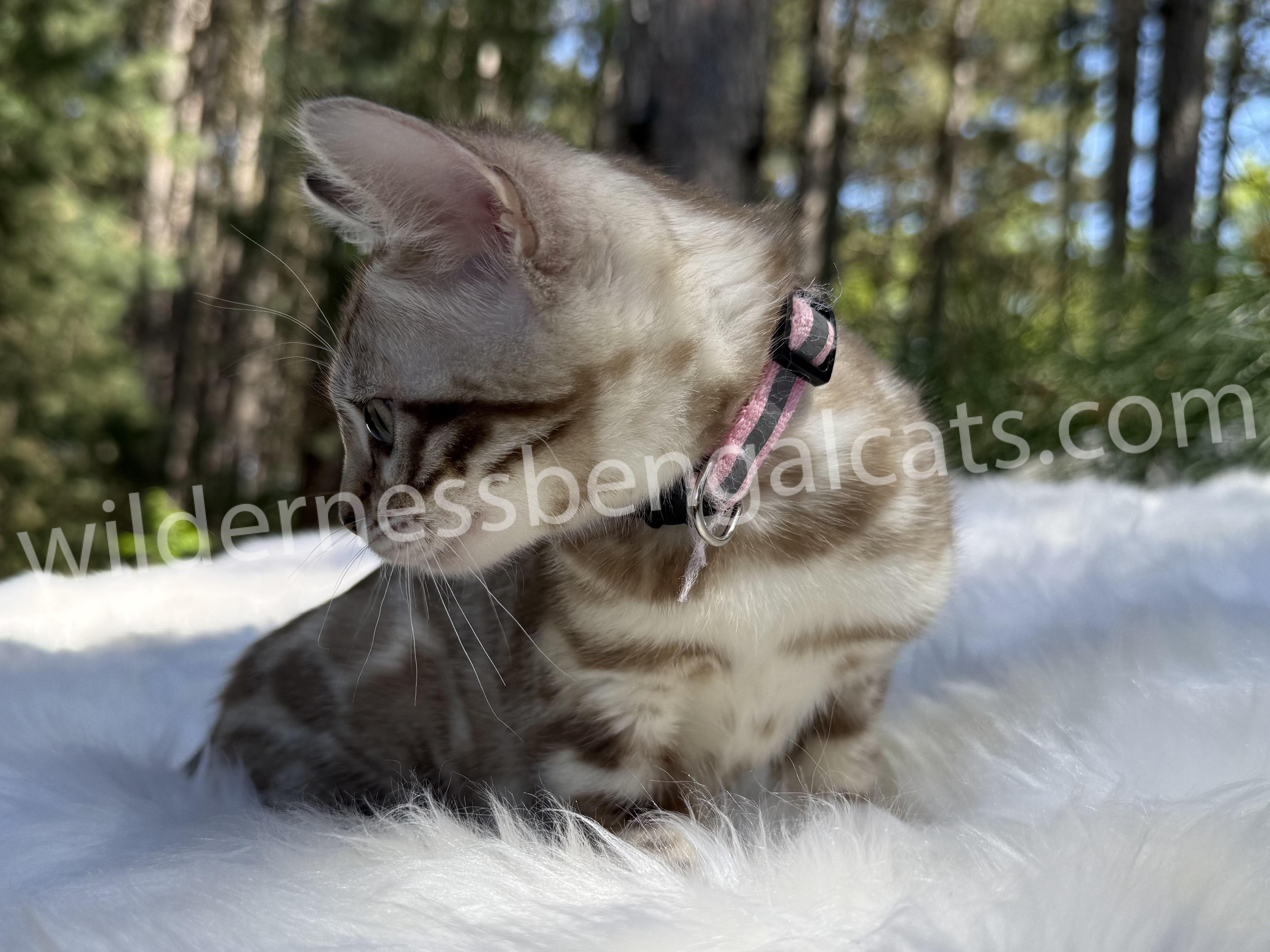Sophie - Image 13