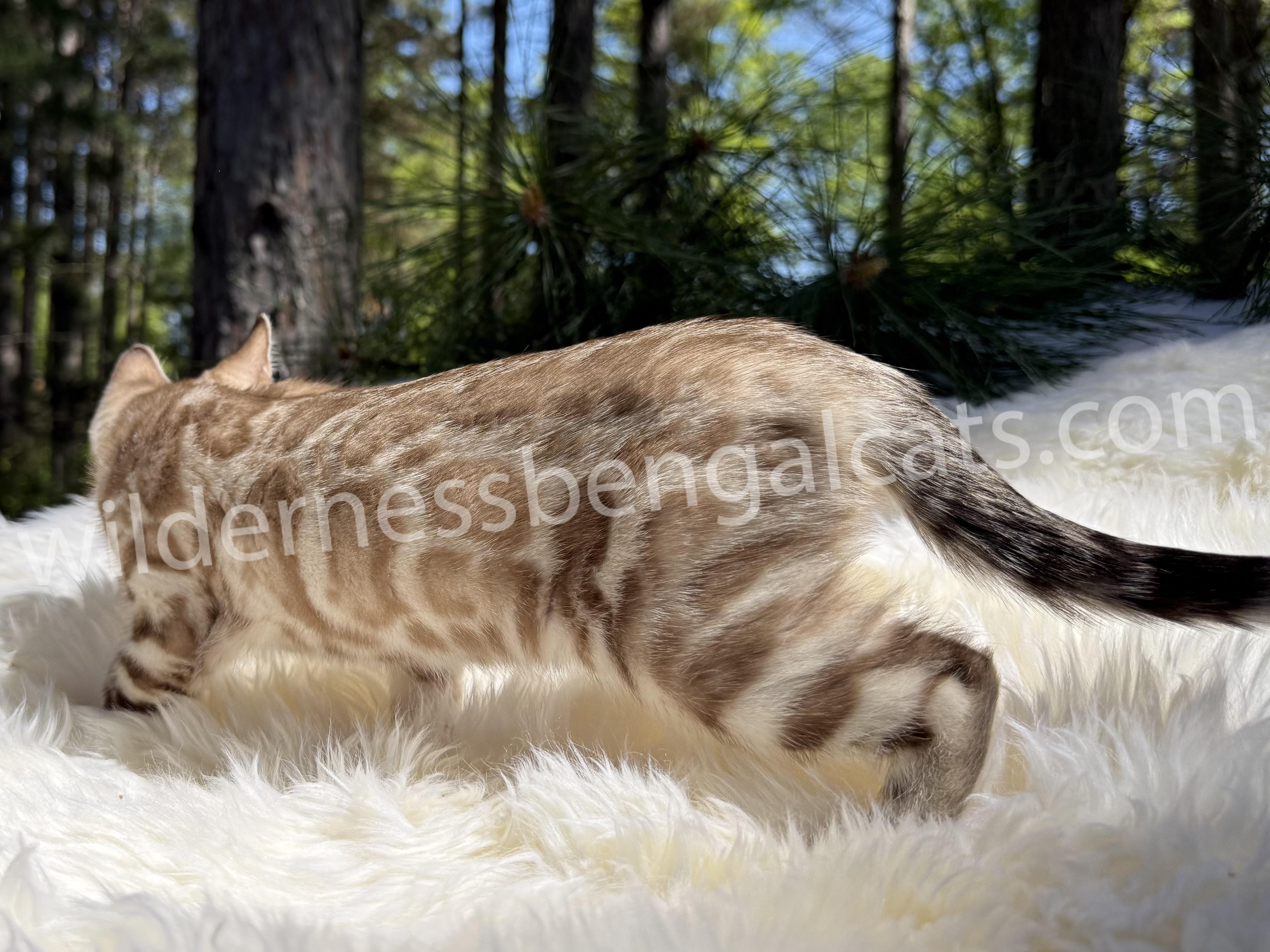 Sophie - Image 9