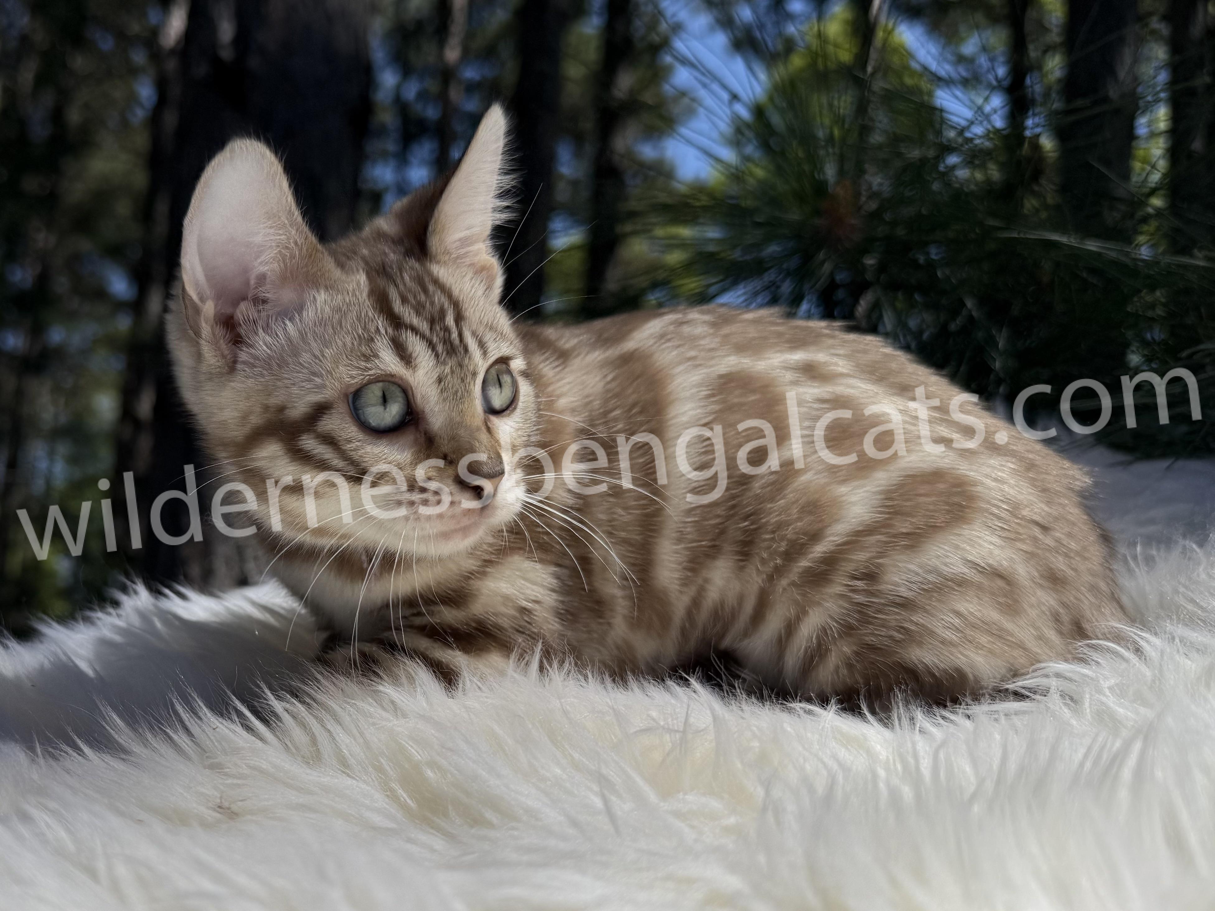 Sophie - Image 8