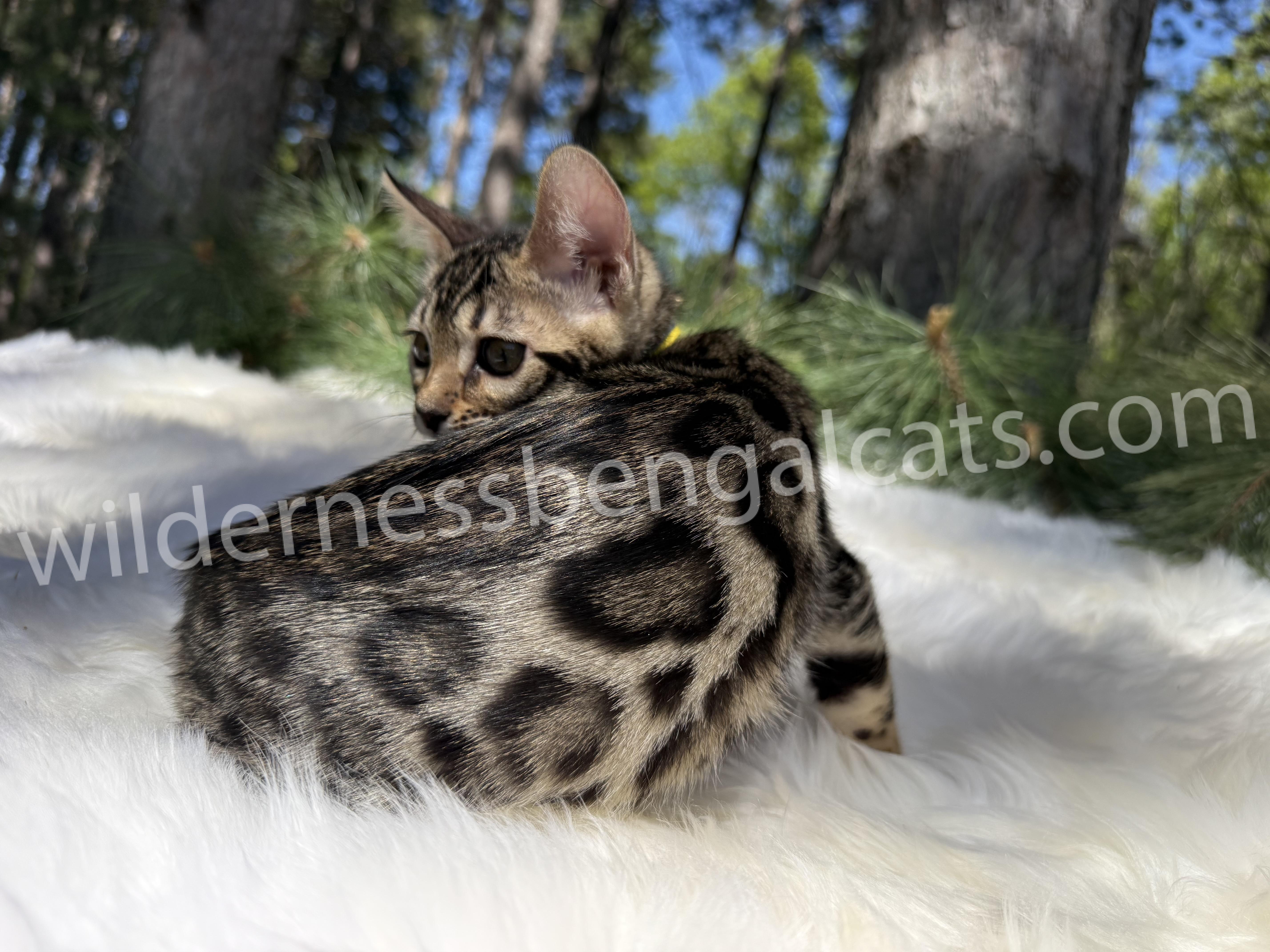 Bella - Image 15