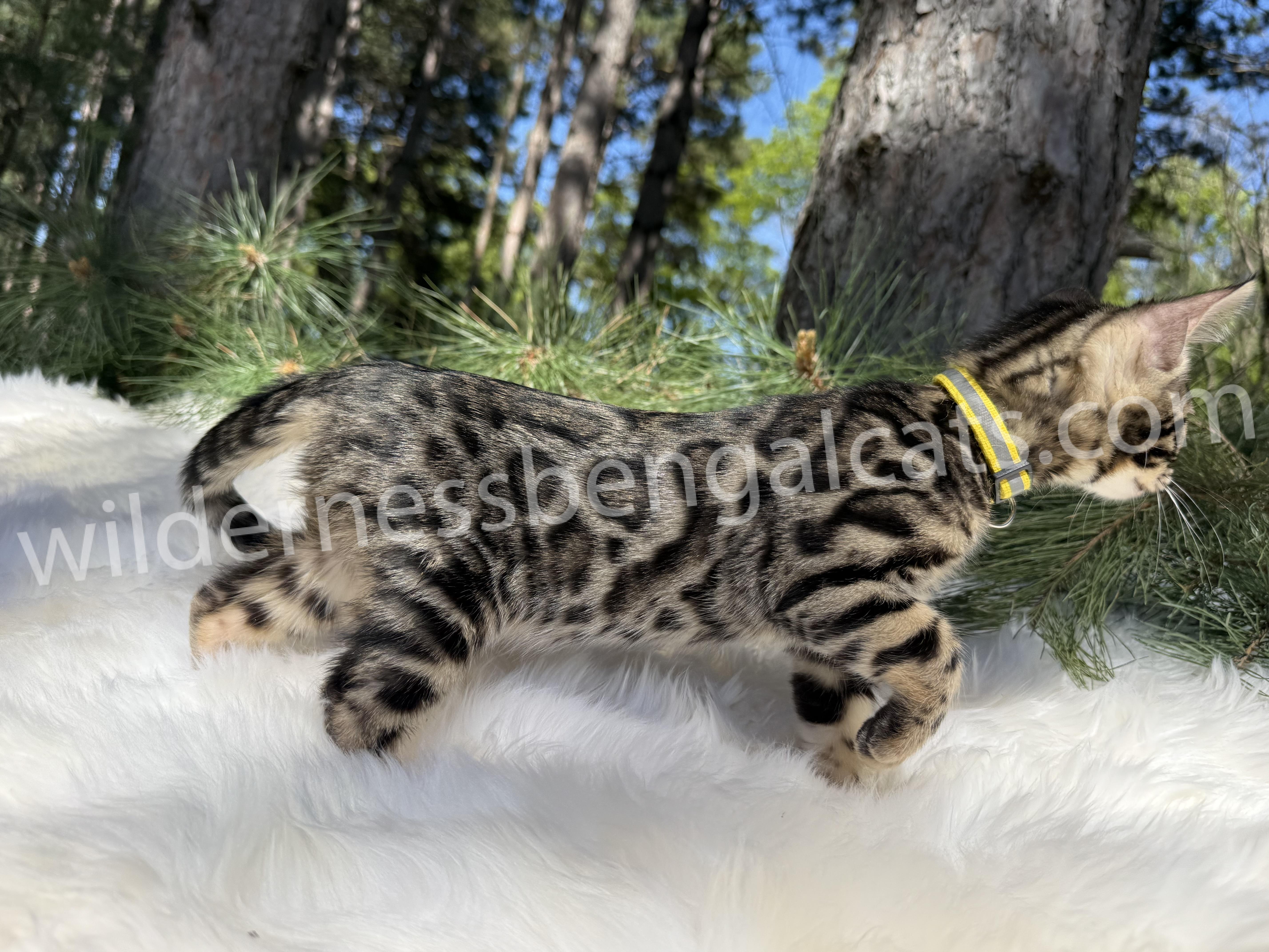 Bella - Image 16