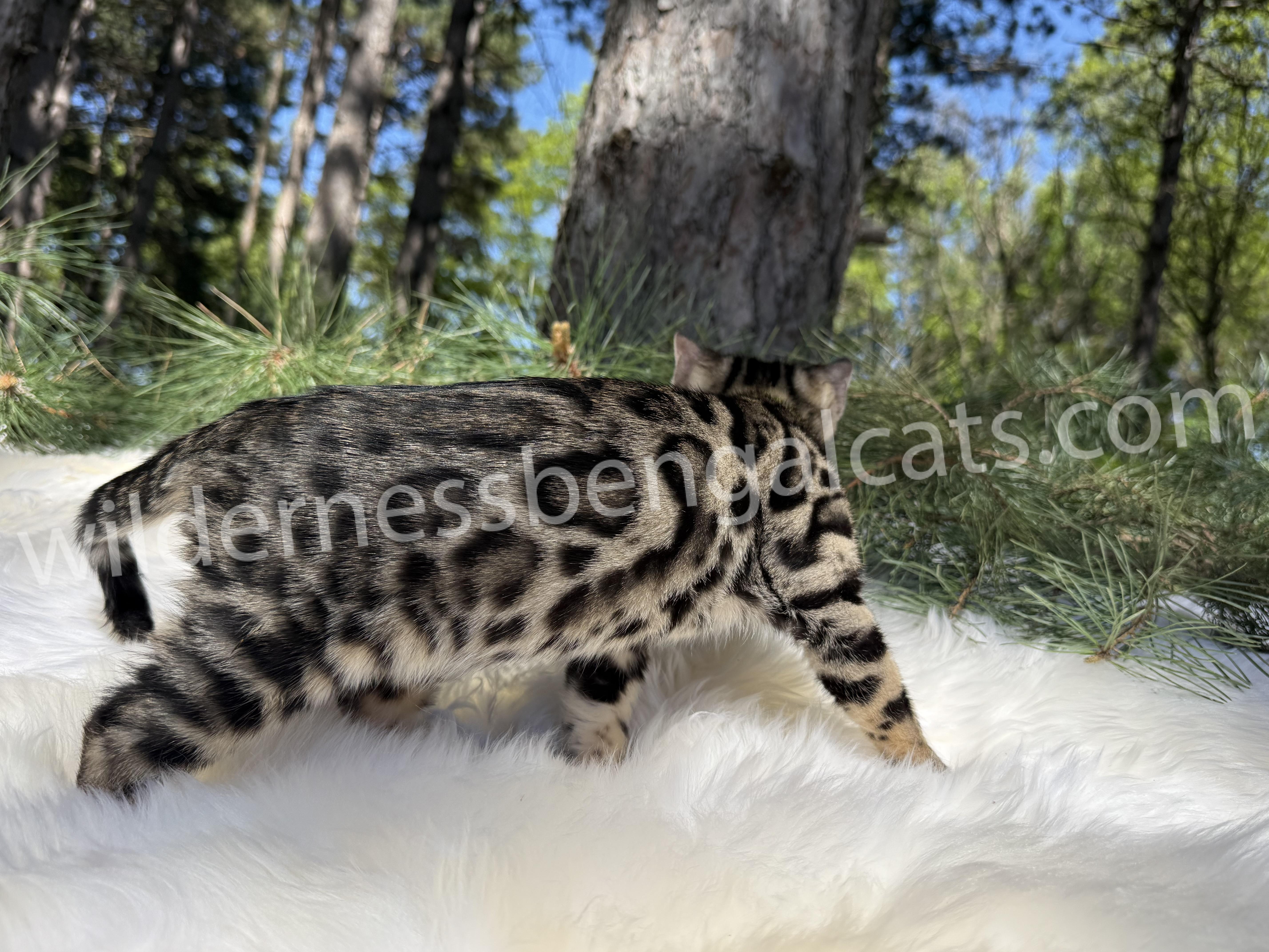 Bella - Image 18