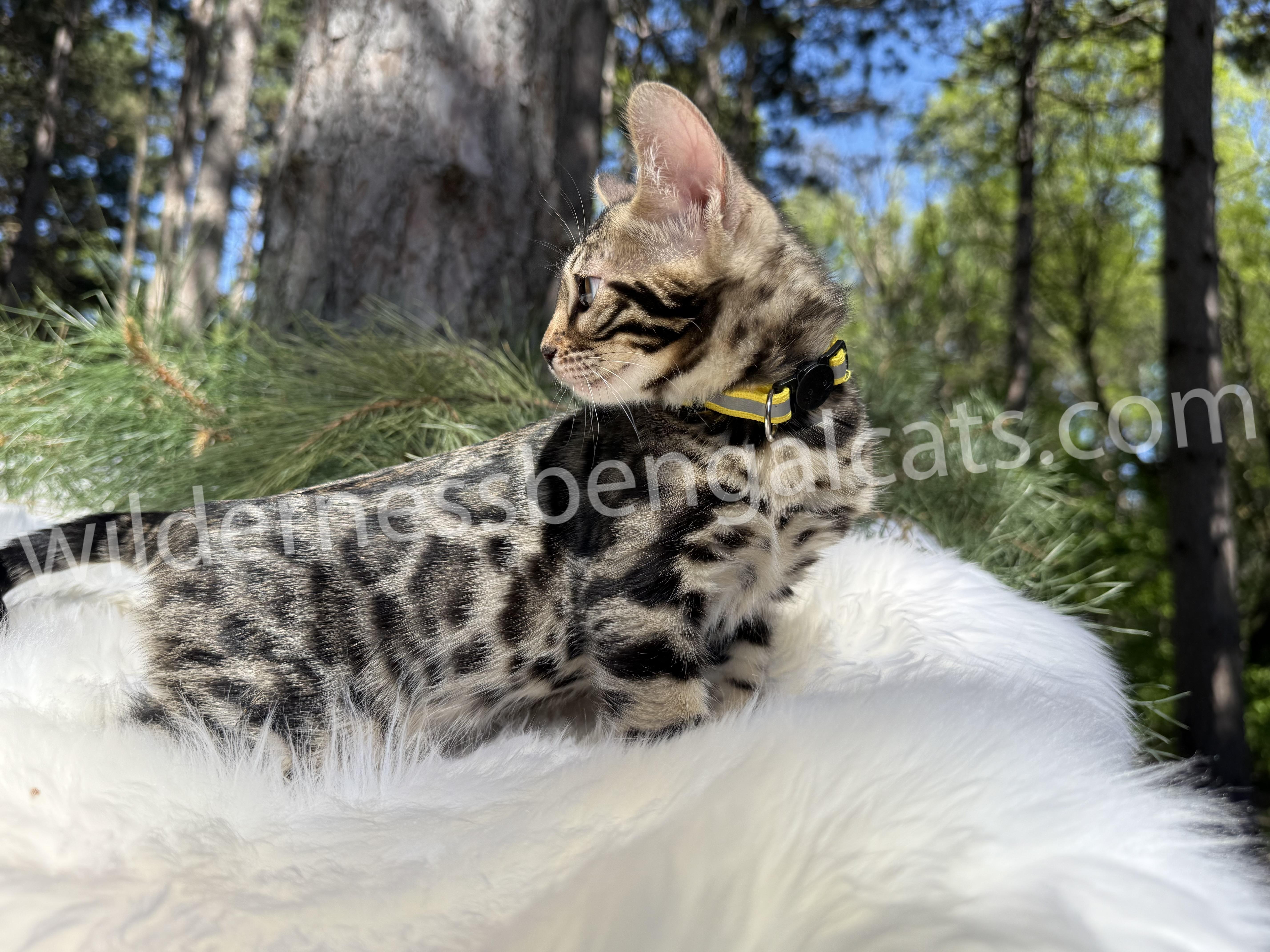 Bella - Image 17