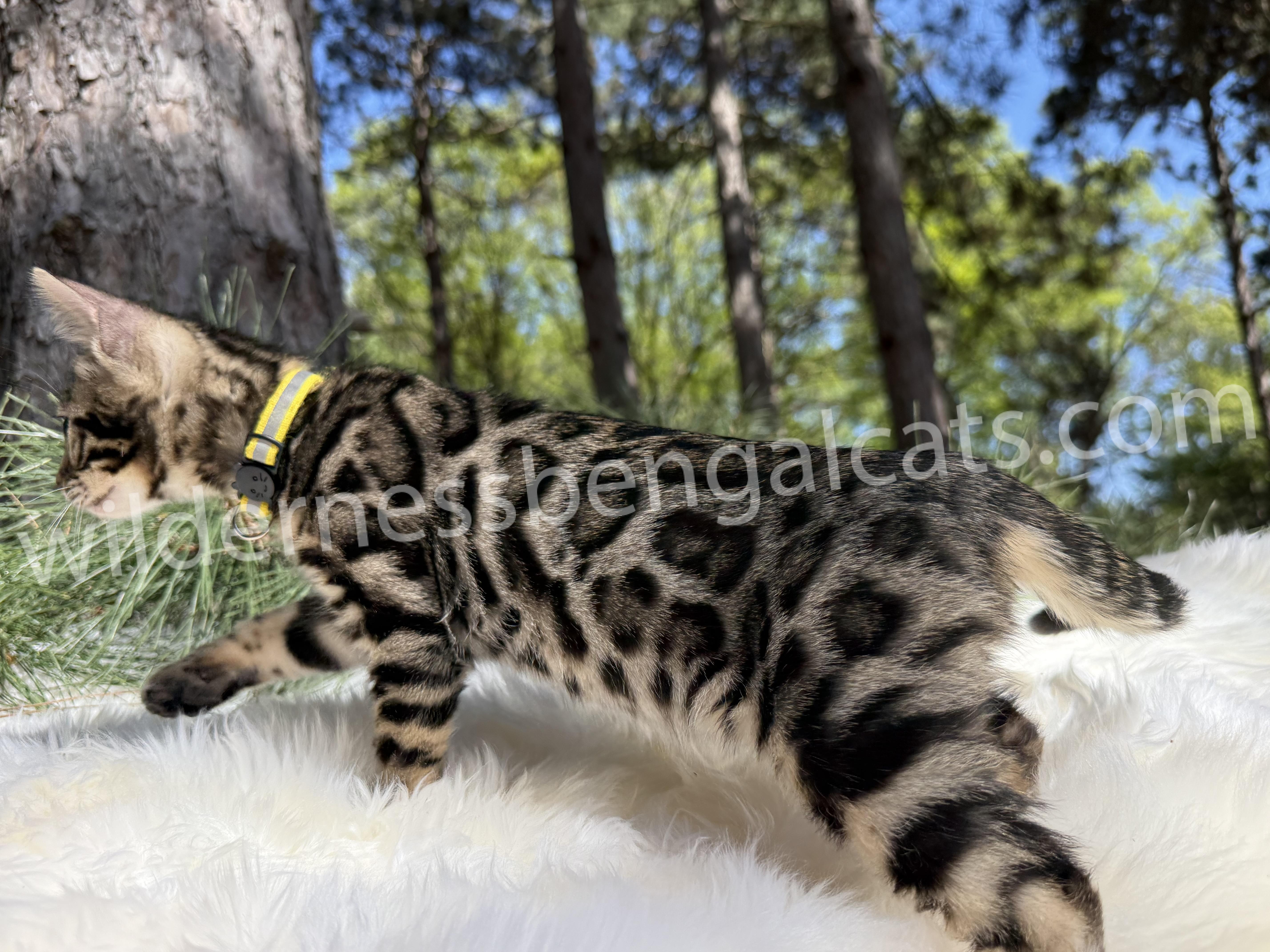Bella - Image 13
