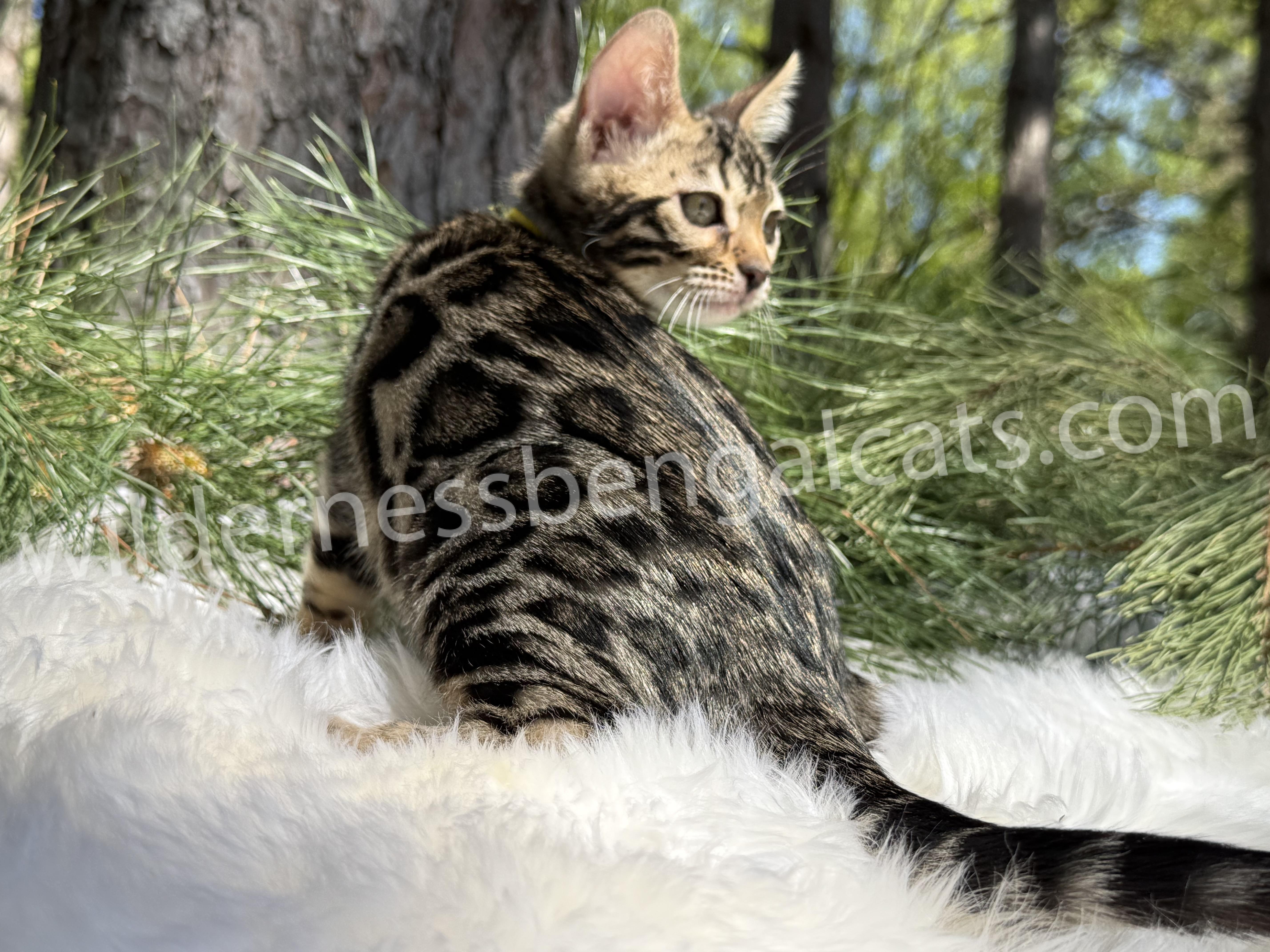 Bella - Image 12