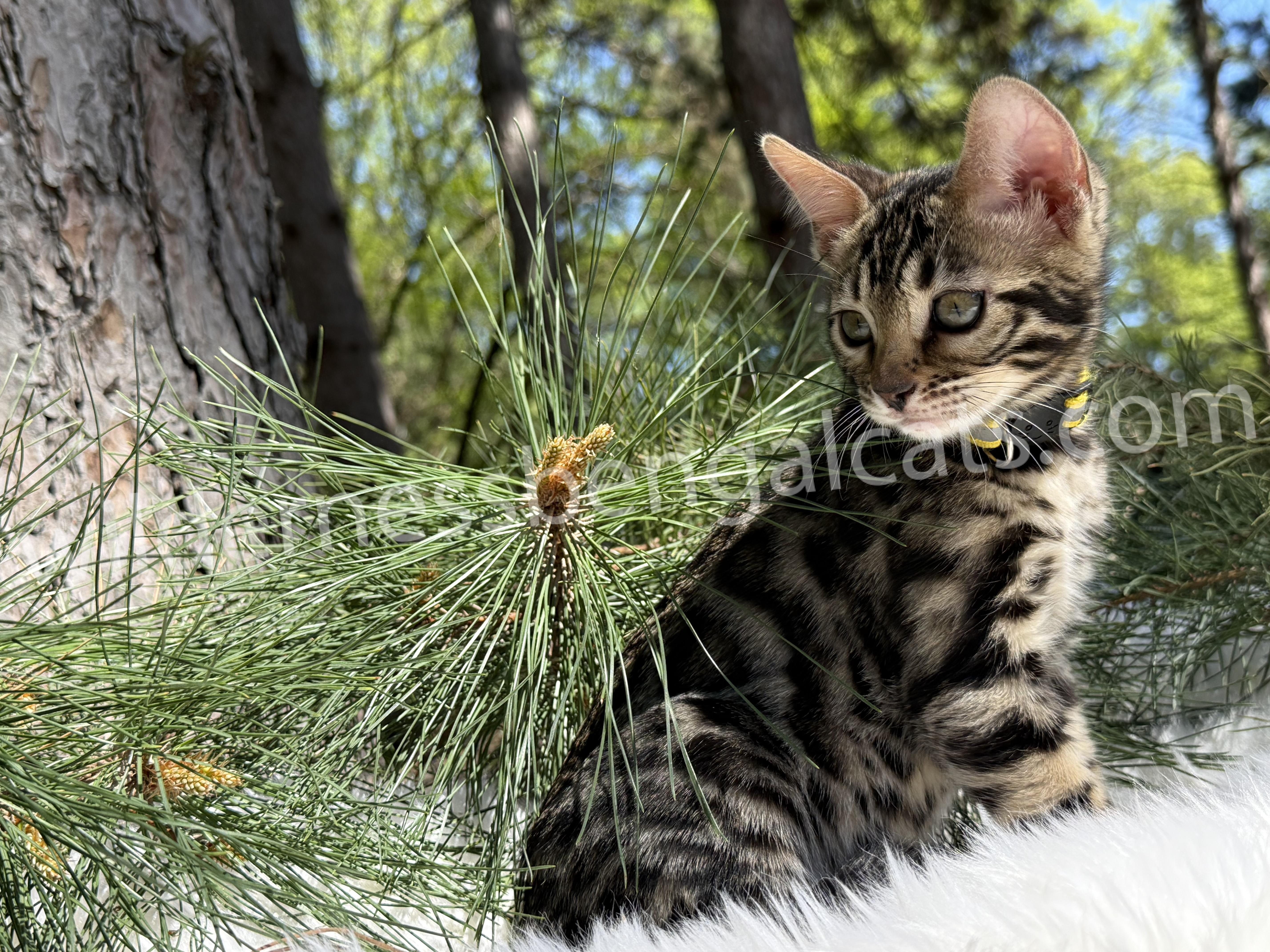 Bella - Image 11
