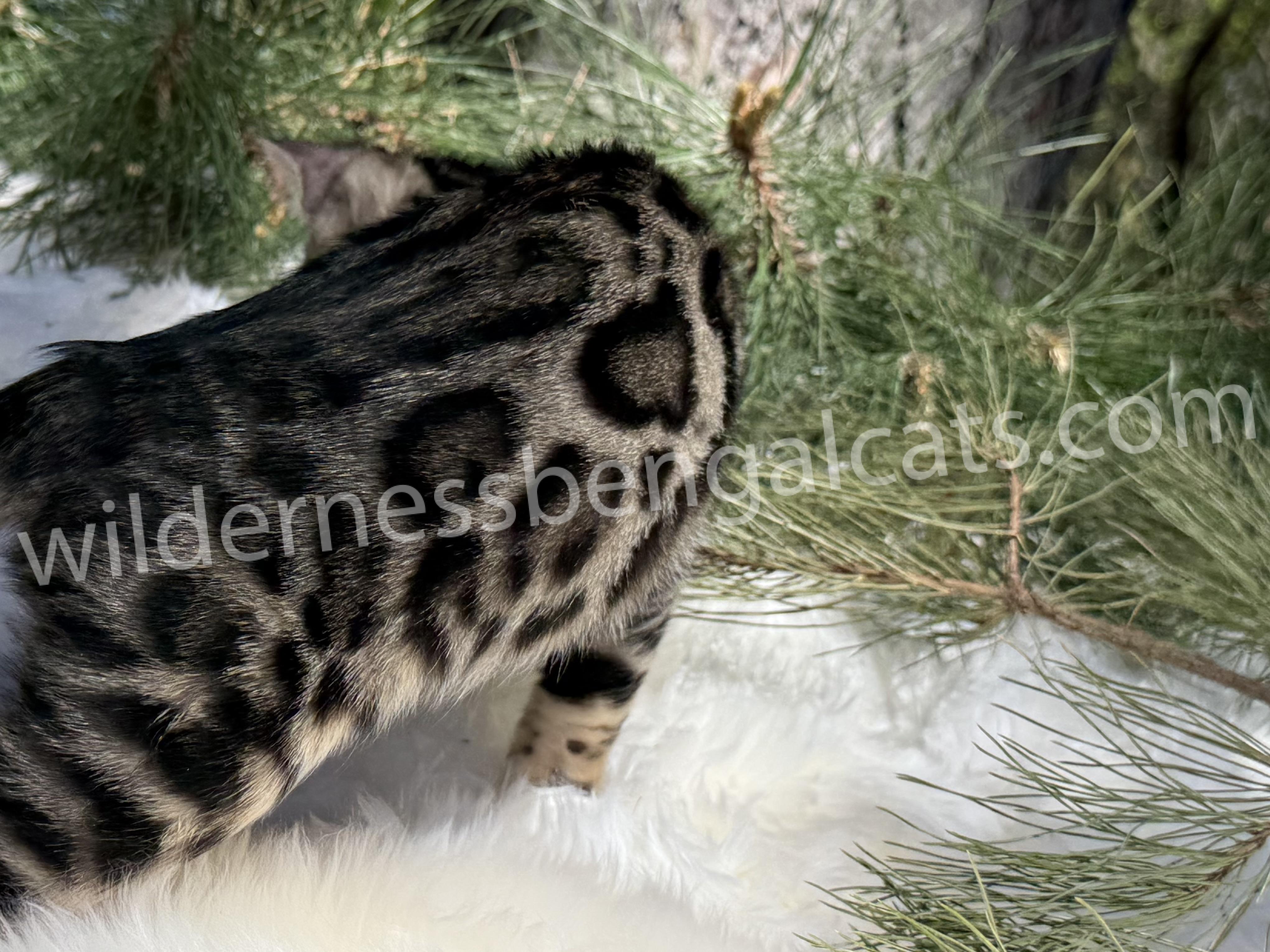 Bella - Image 10