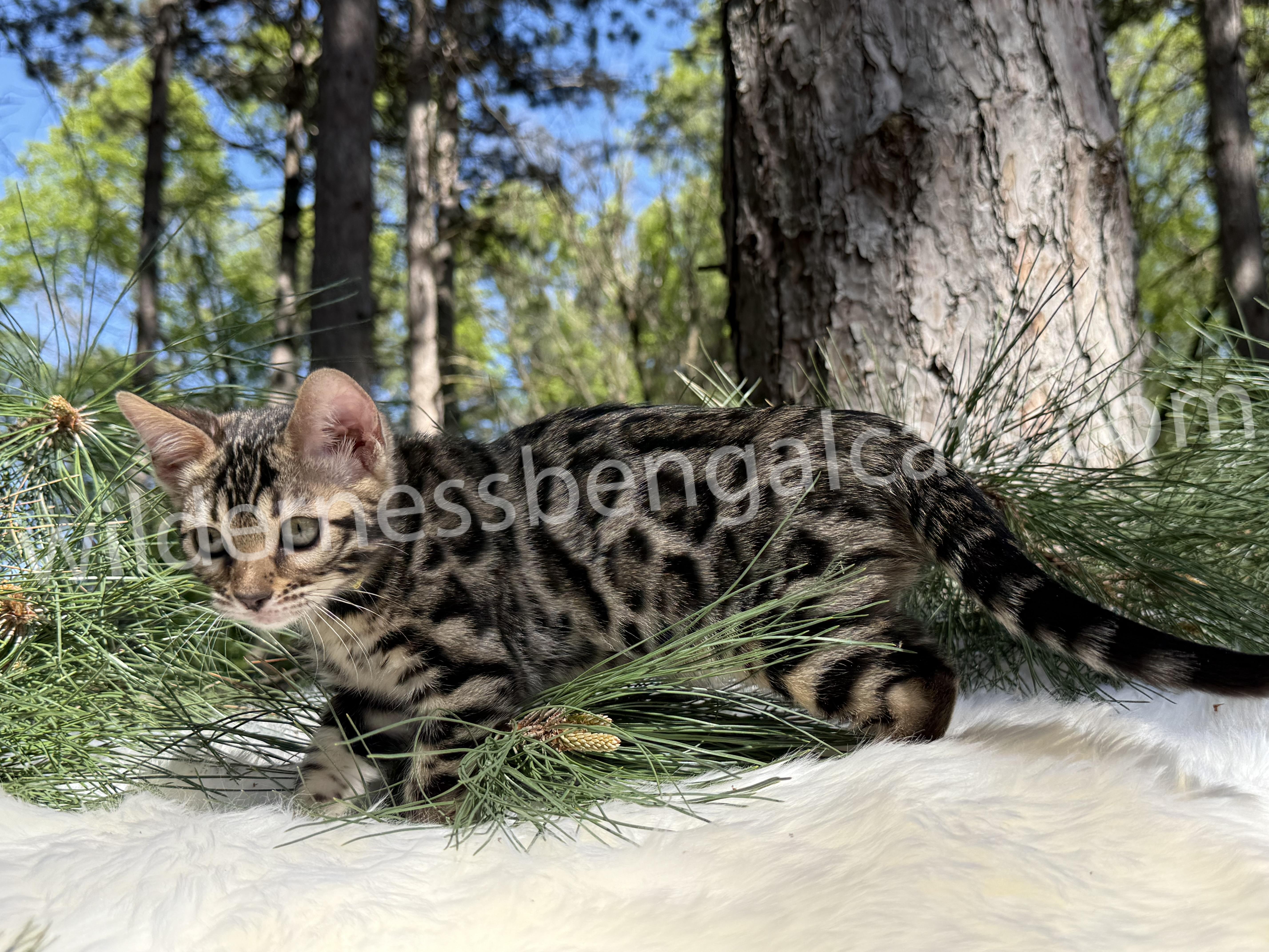 Bella - Image 7