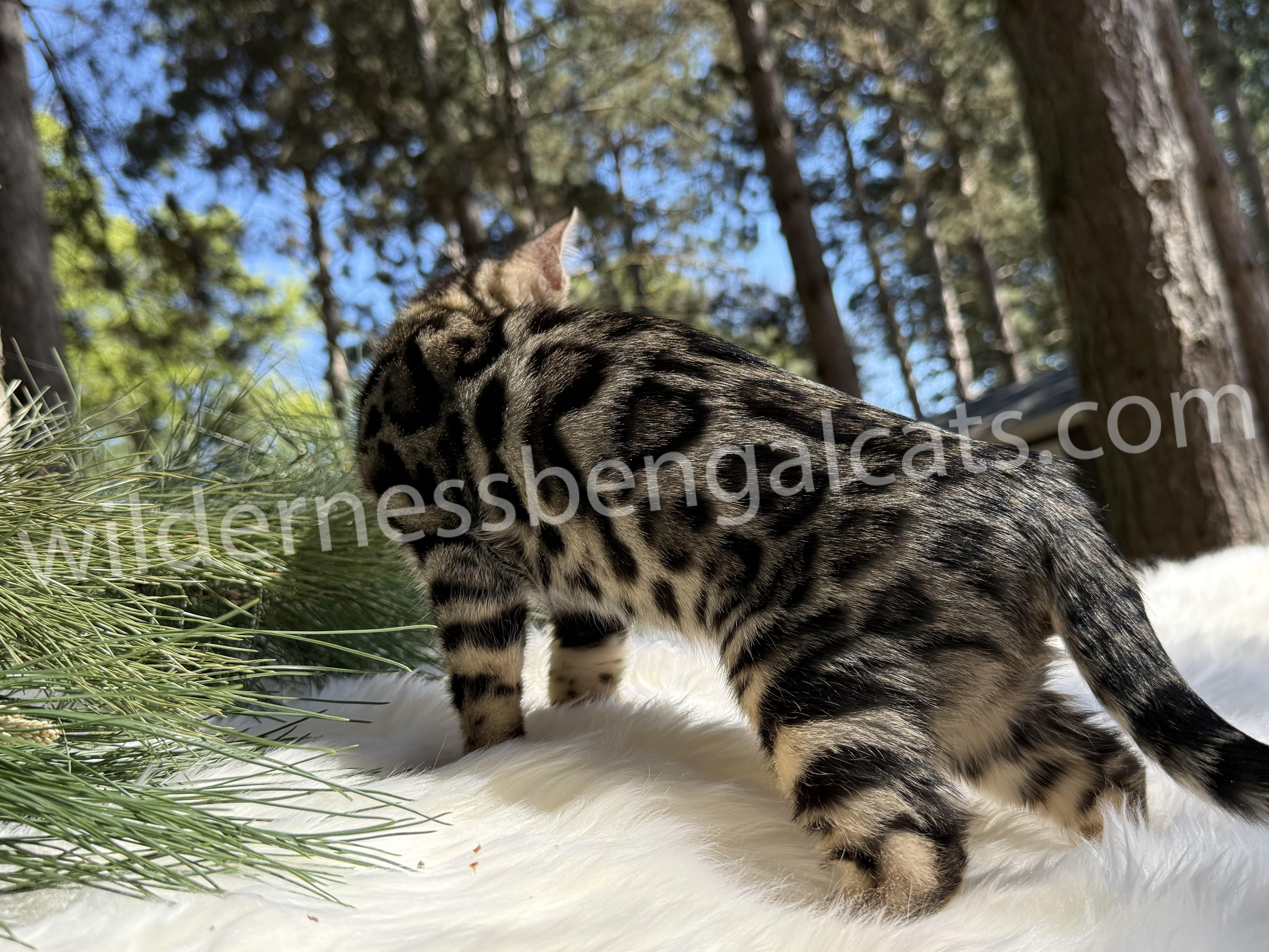 Bella - Image 8