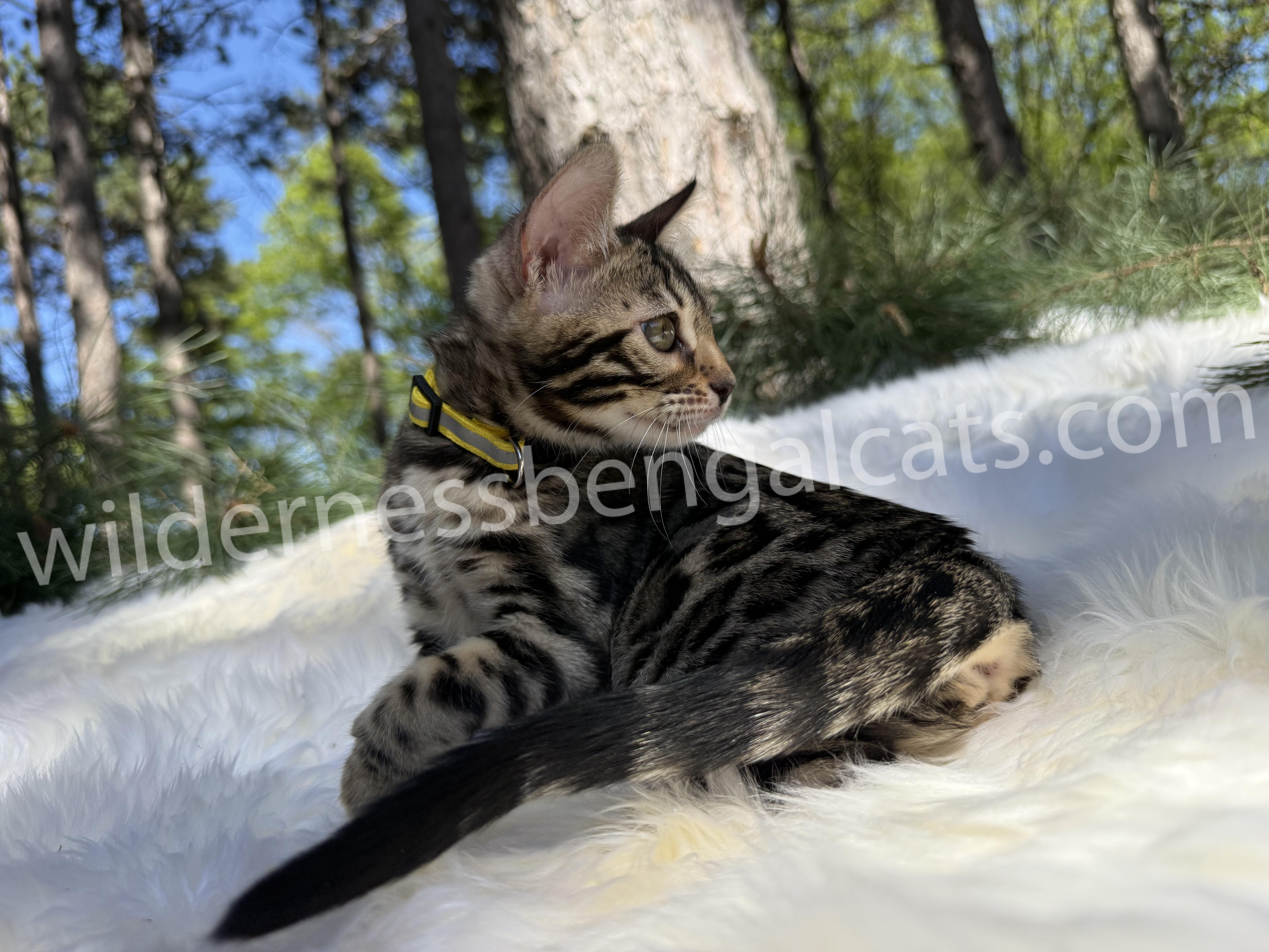 Bella - Image 4
