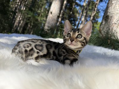 Bella