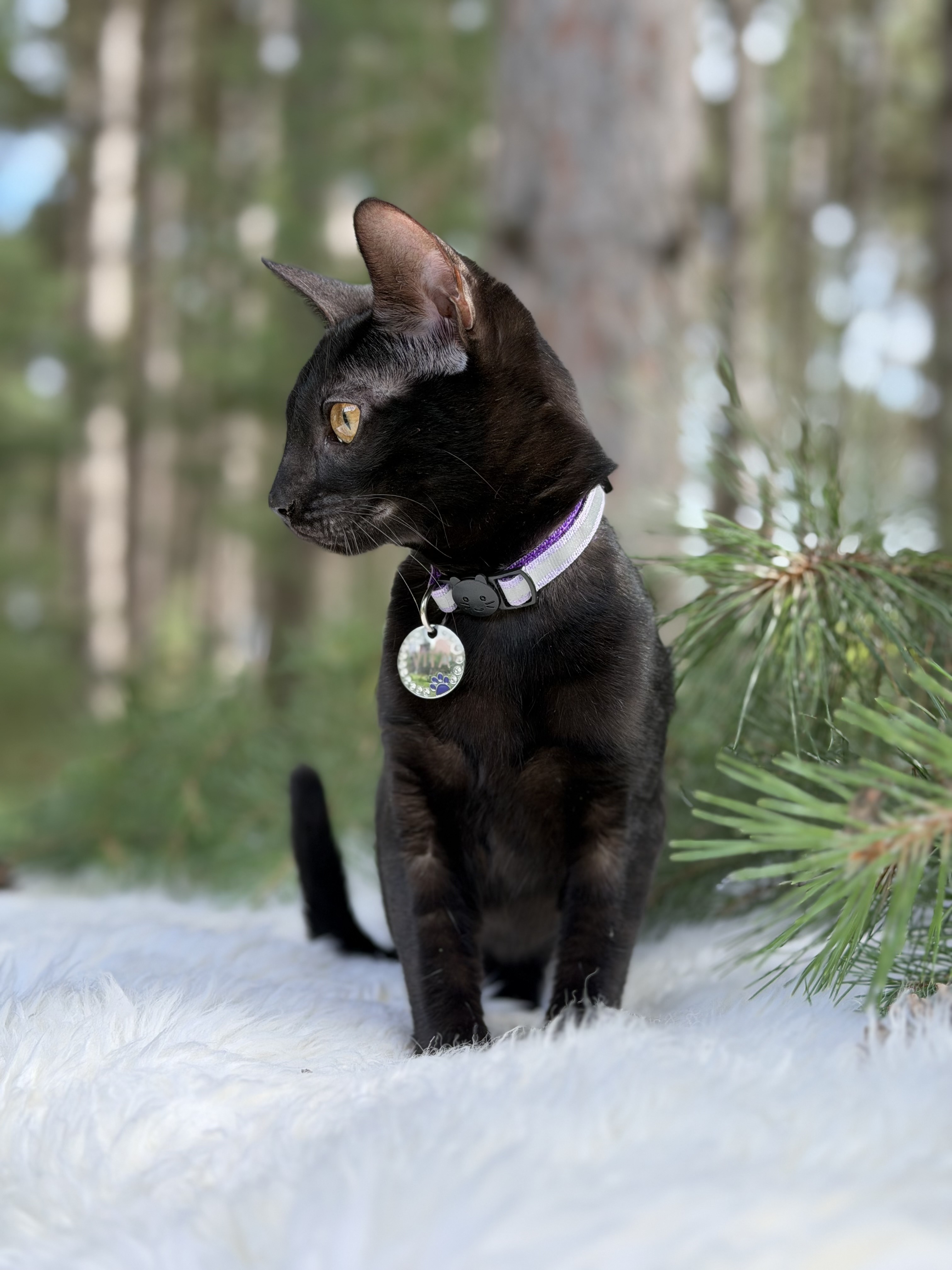 Our Reproducer – Melanistic Bengal