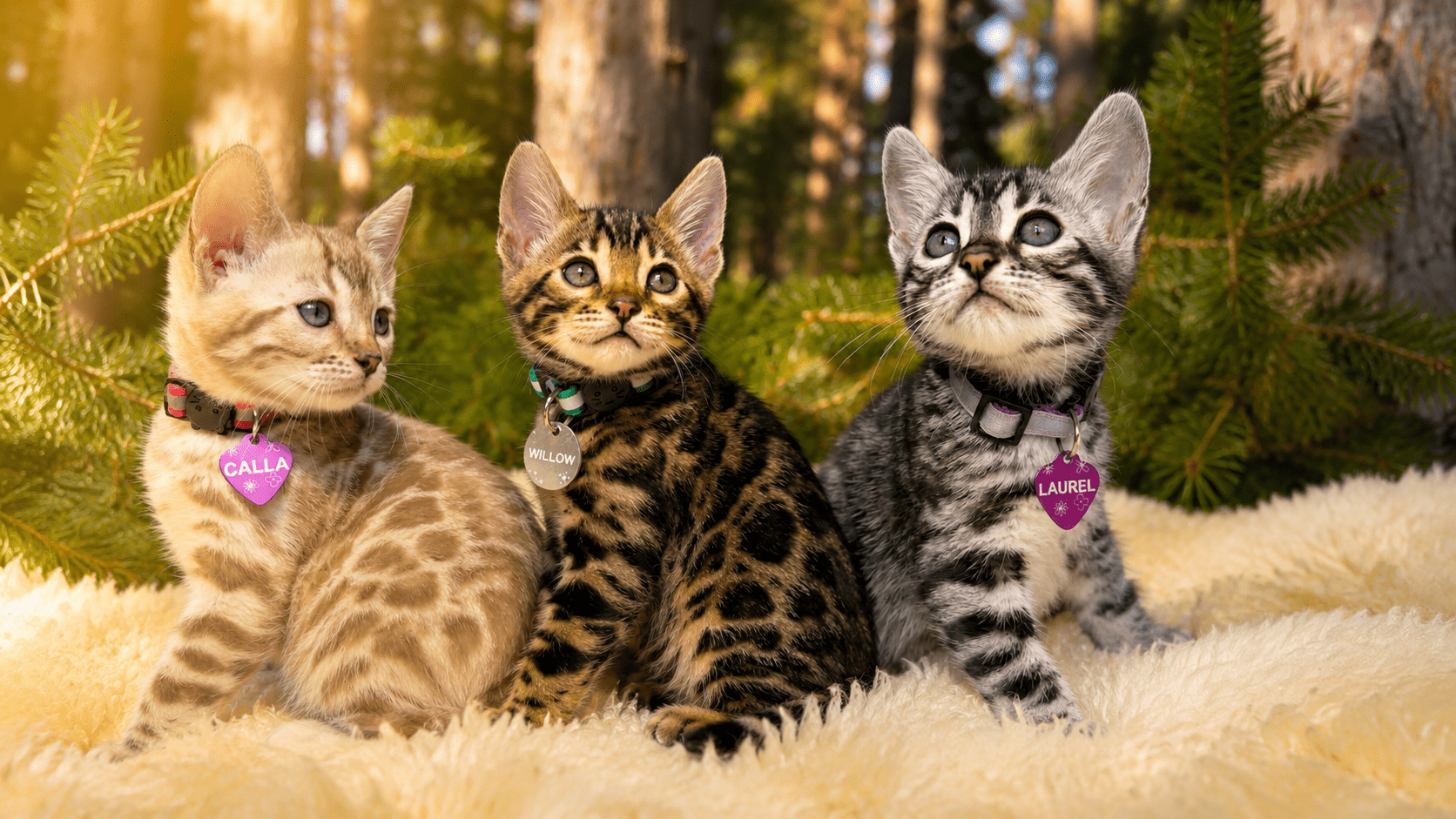 Bengal Kittens Available in Minnesota