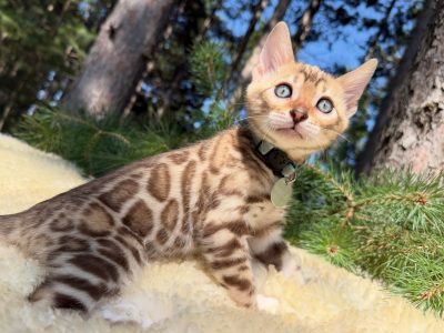 Maple ( RESERVED )