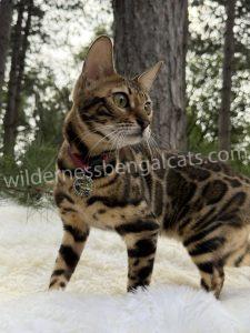 Prada – Brown Classic Bengal breeding cat