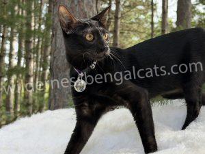 Viki – Melanistic Bengal breeding cat