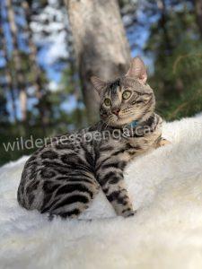 Silver – Silver Bengal breeding cat