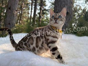 Daisy, Snow Sepia Bengal breeding queen