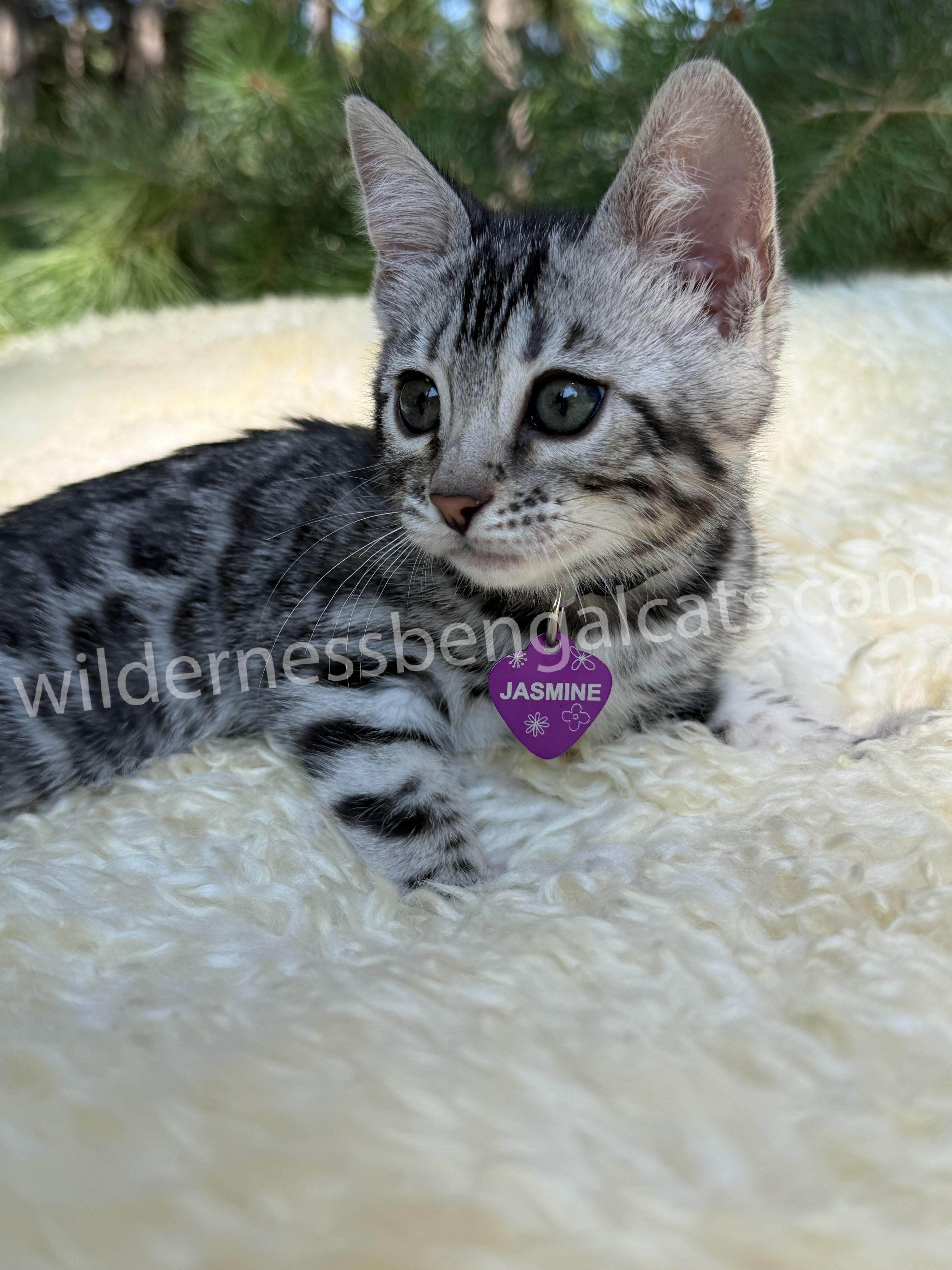 Jasmine - Image 10