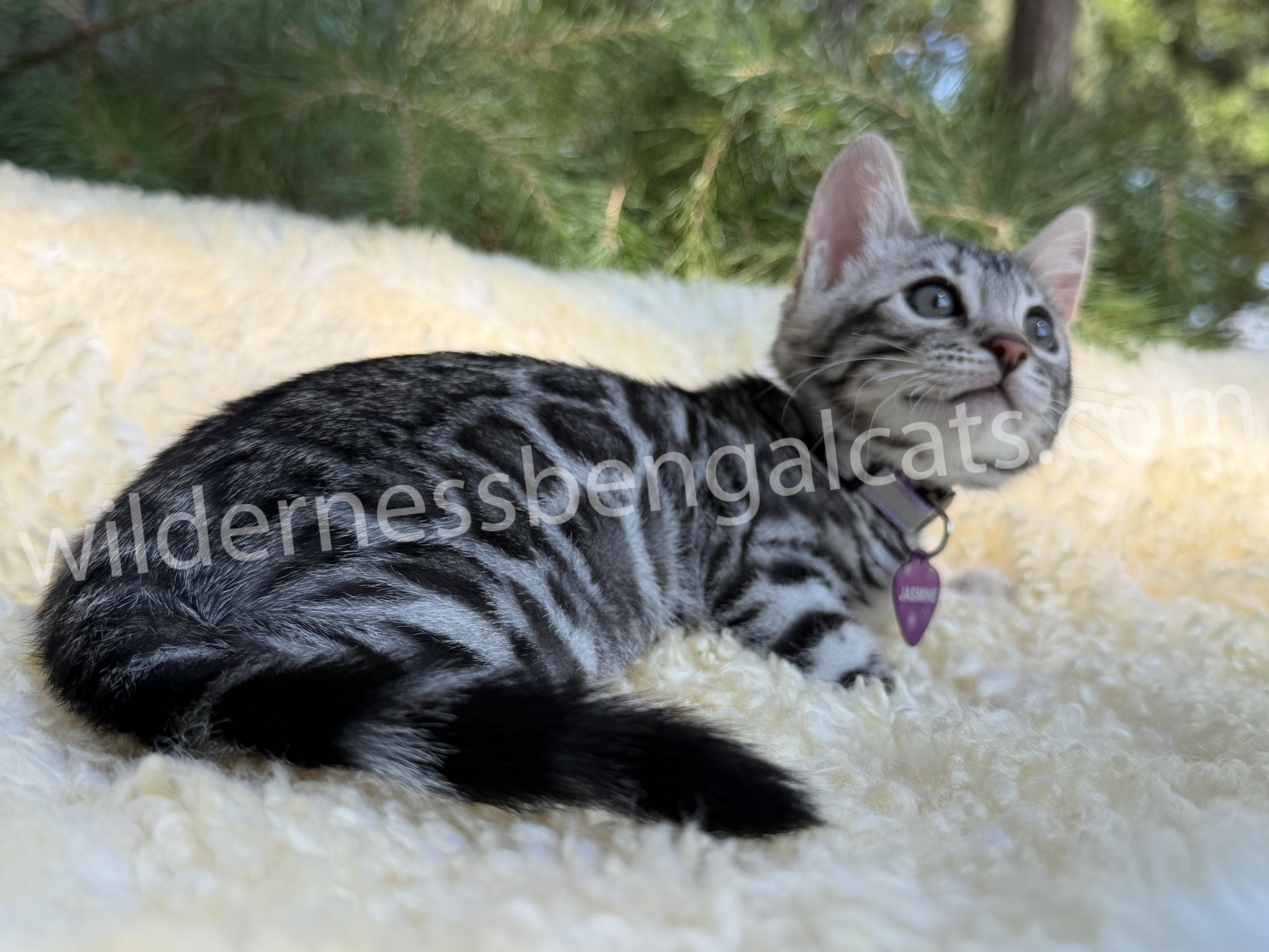 Jasmine - Image 11