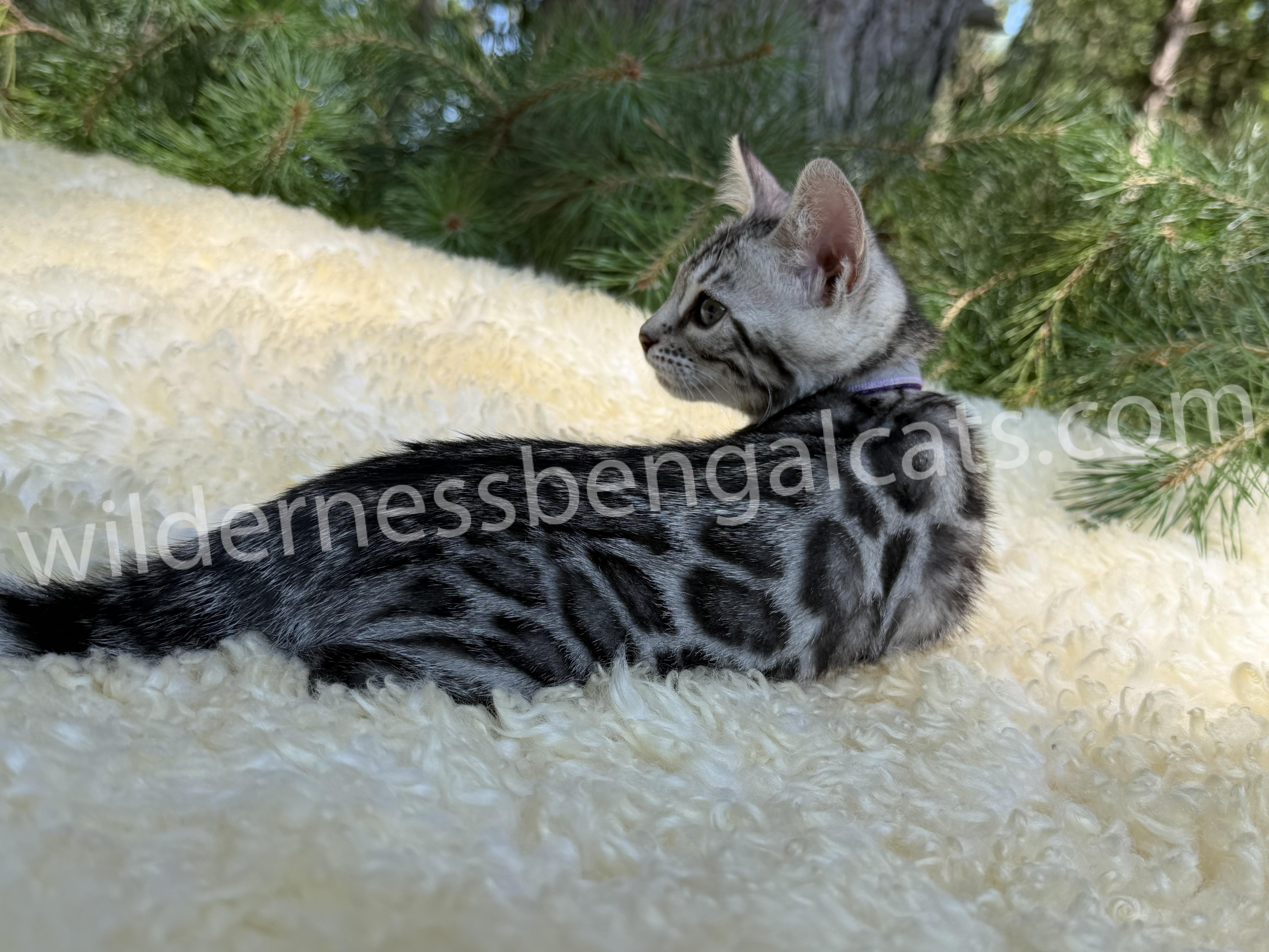 Jasmine - Image 9