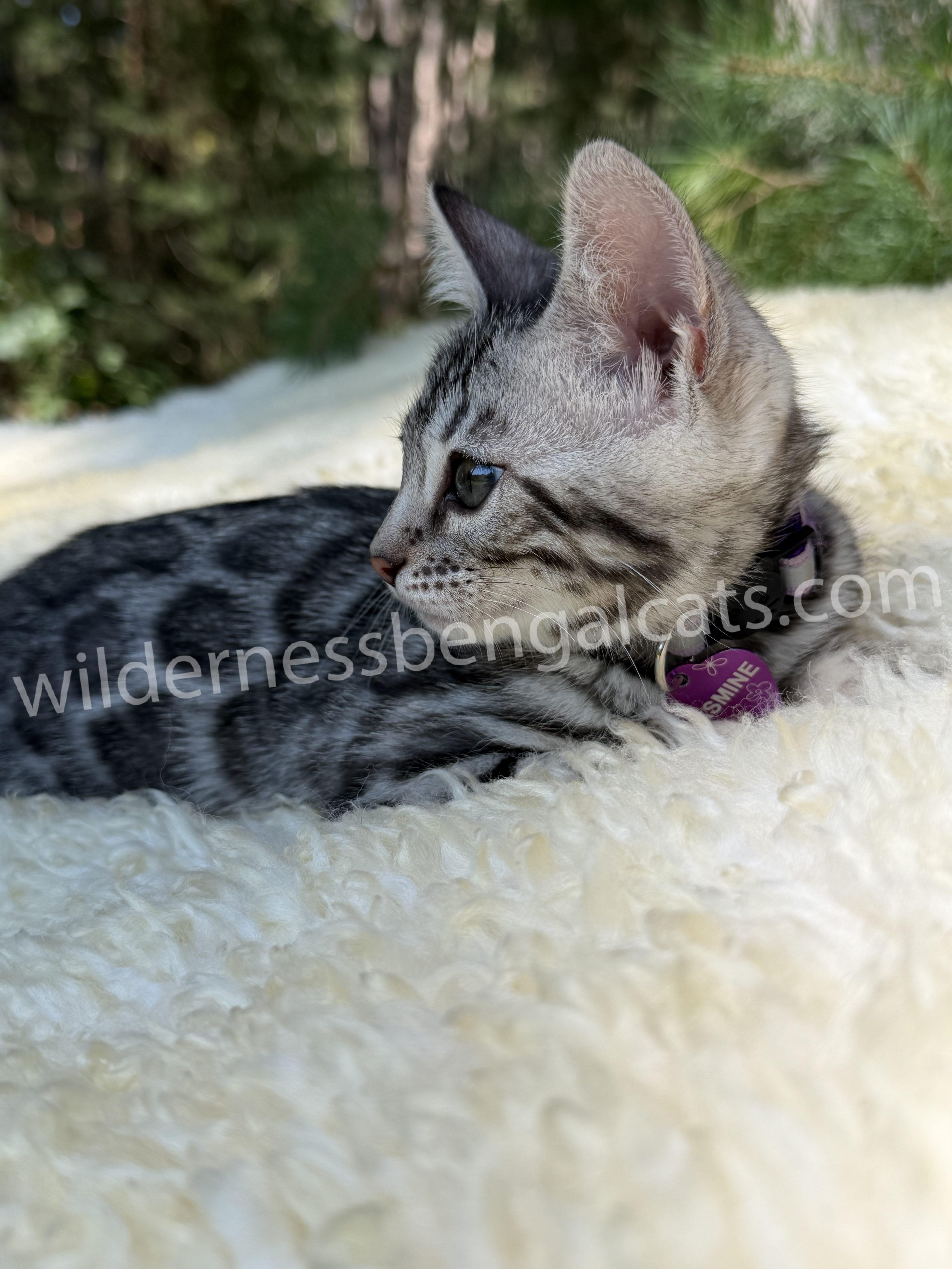 Jasmine - Image 8