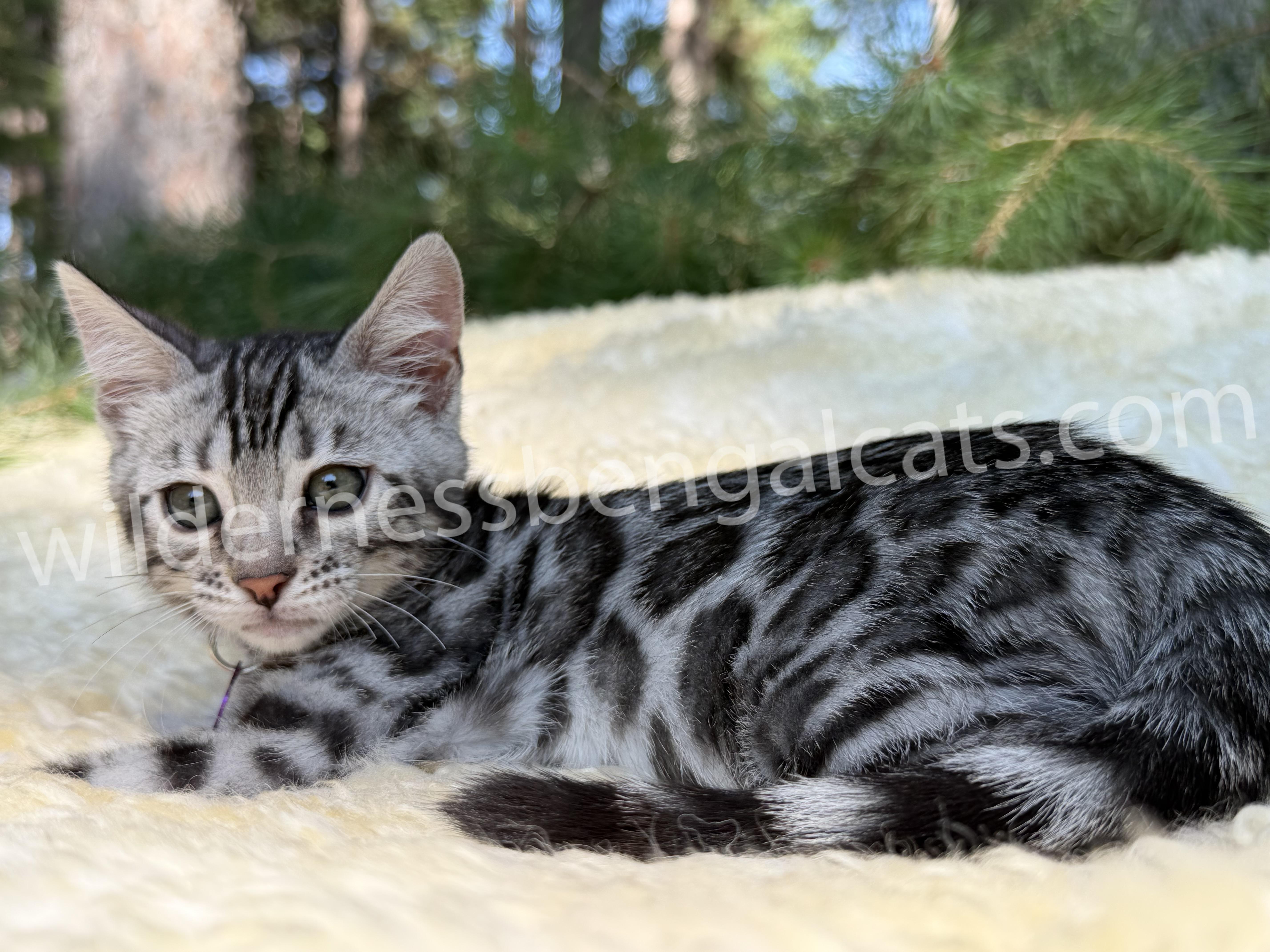 Jasmine - Image 13