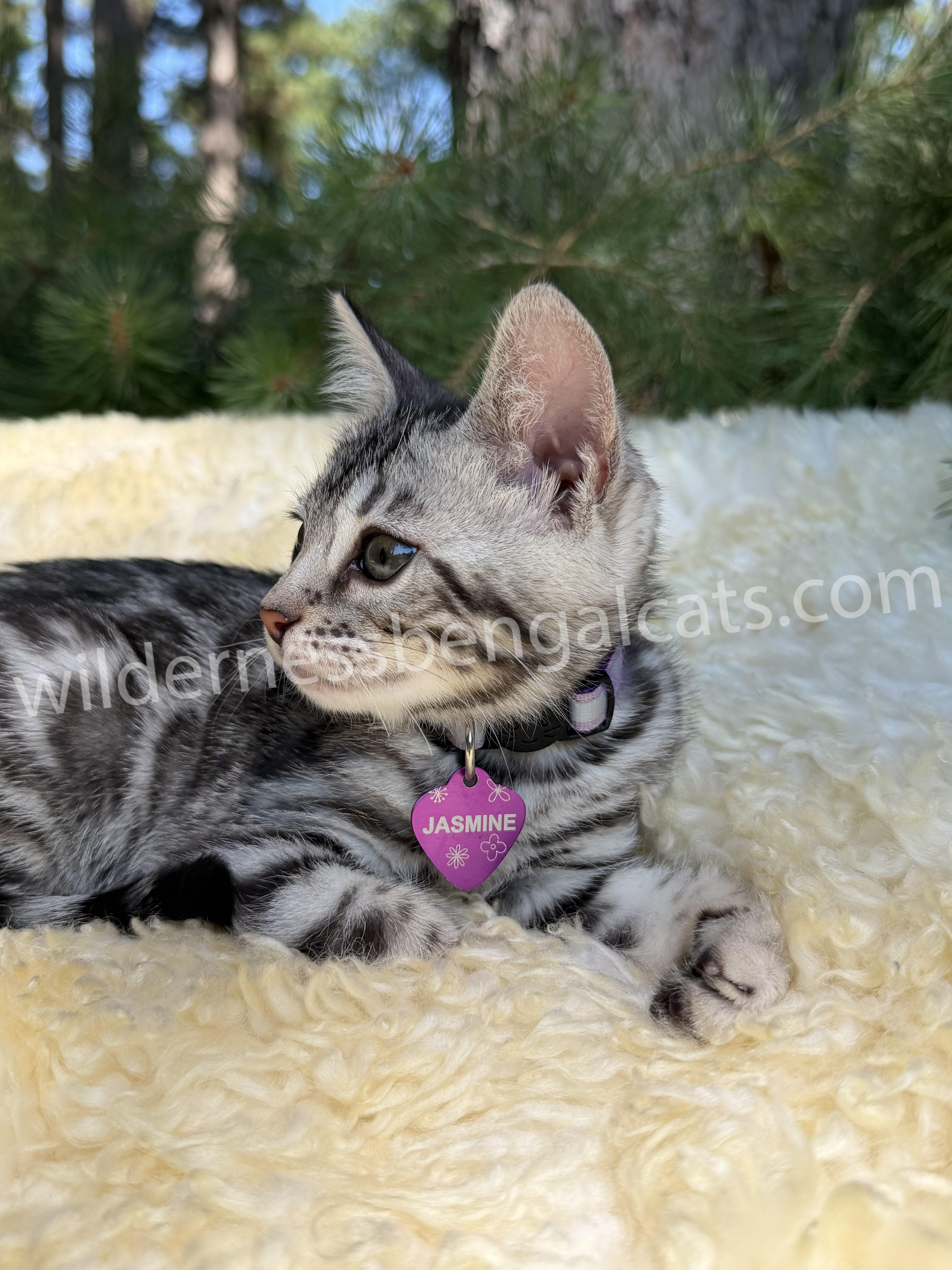 Jasmine - Image 15