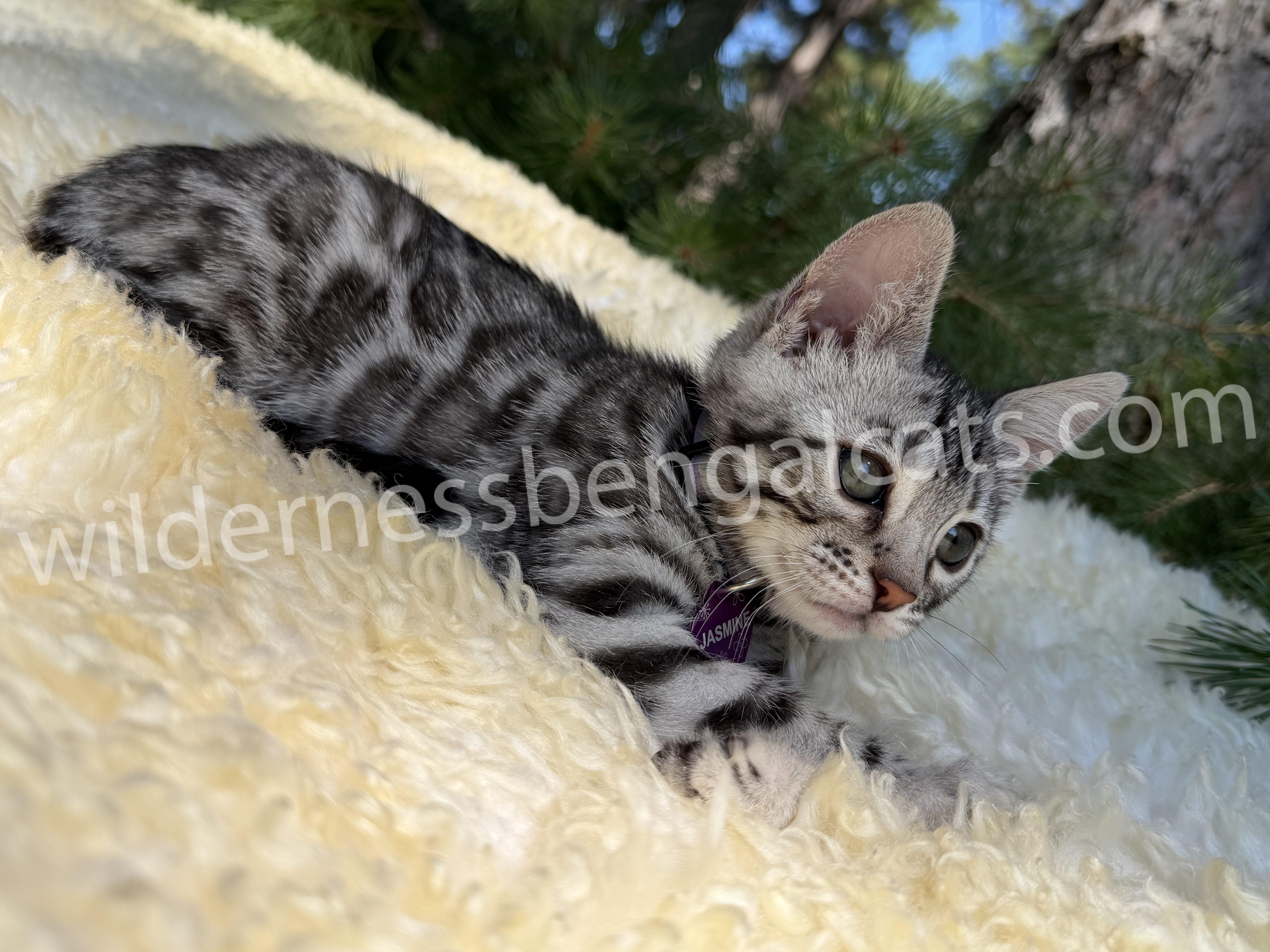 Jasmine - Image 16