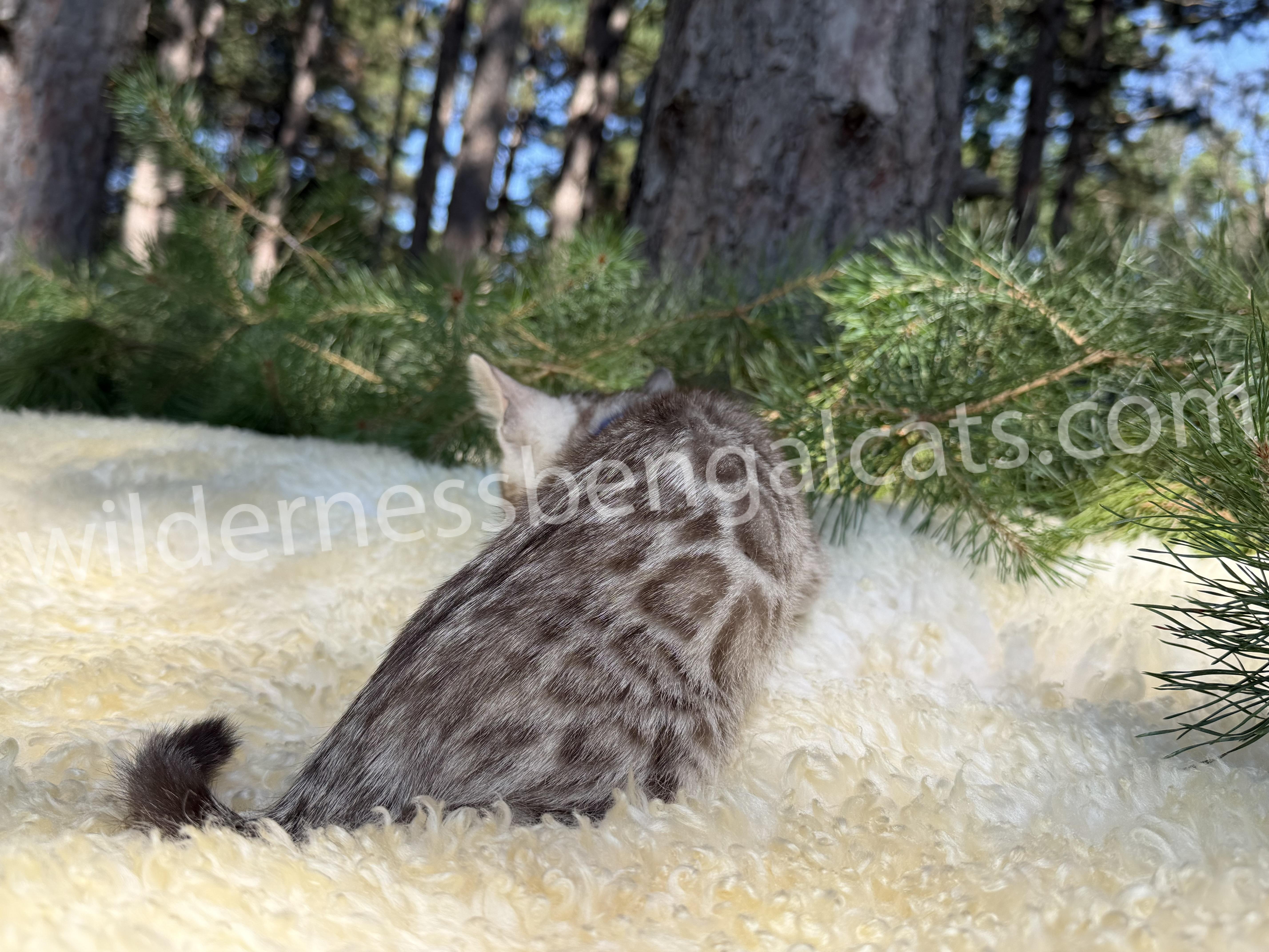 Timber - Image 11