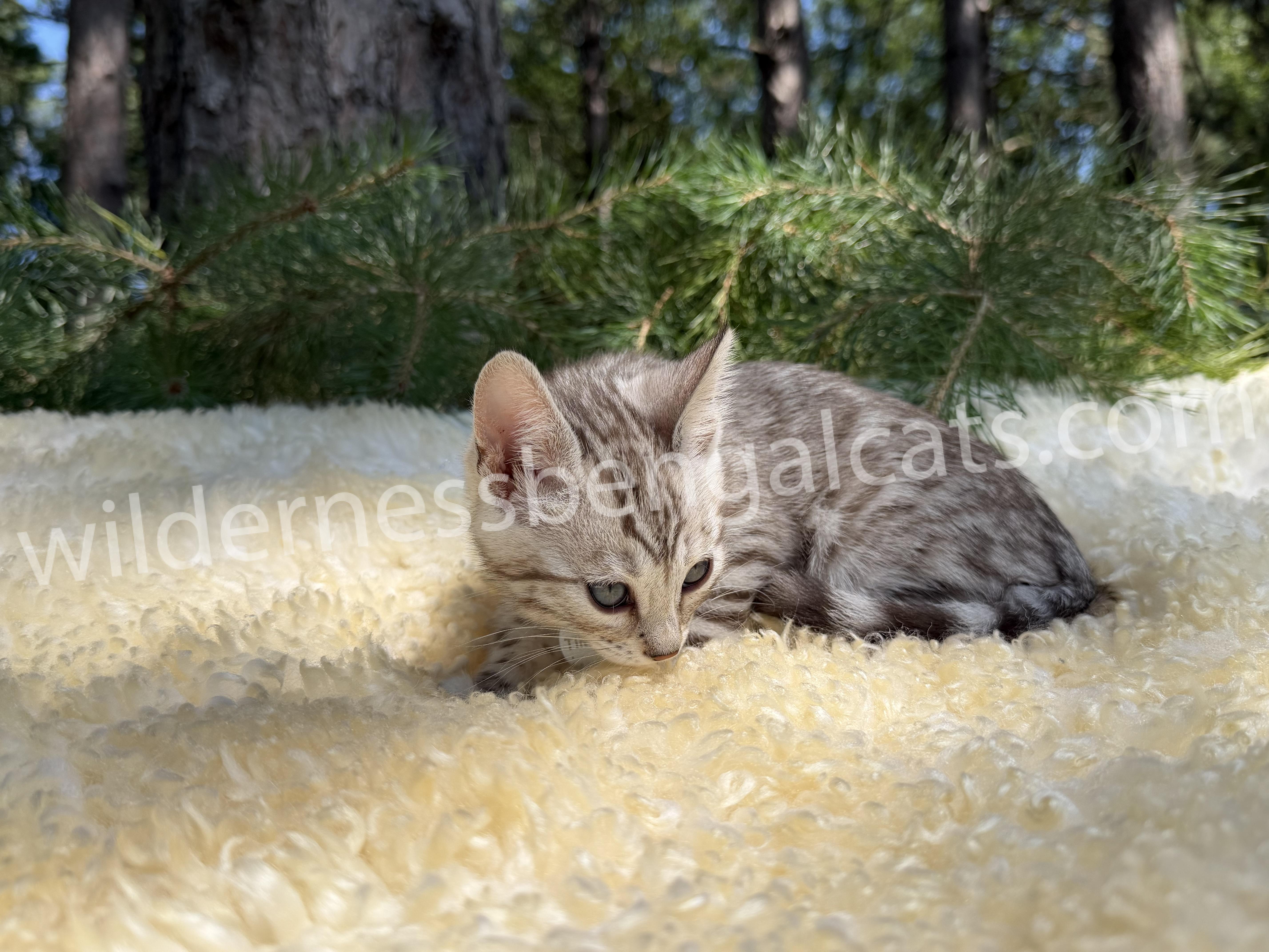 Timber - Image 12