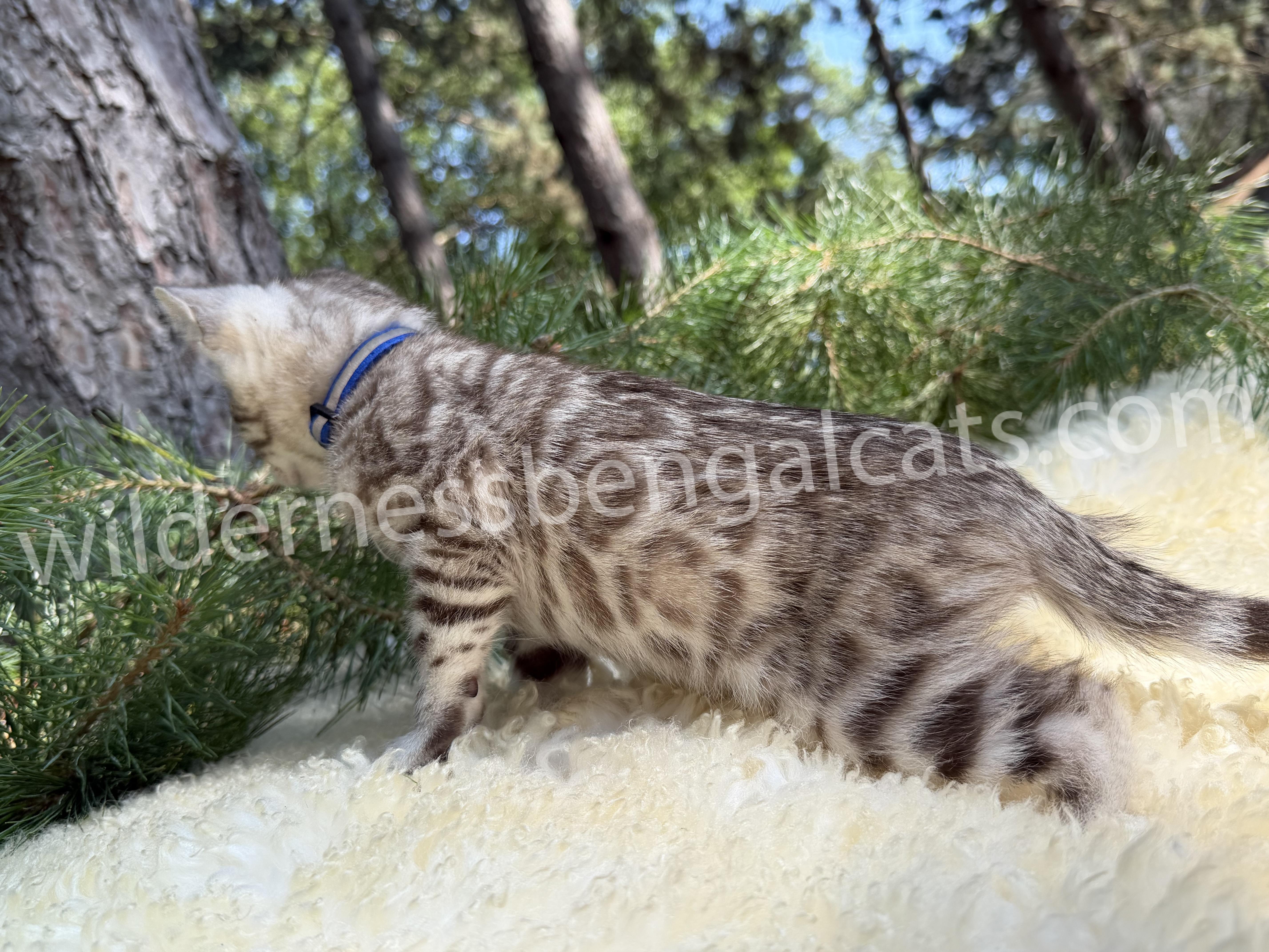 Timber - Image 9