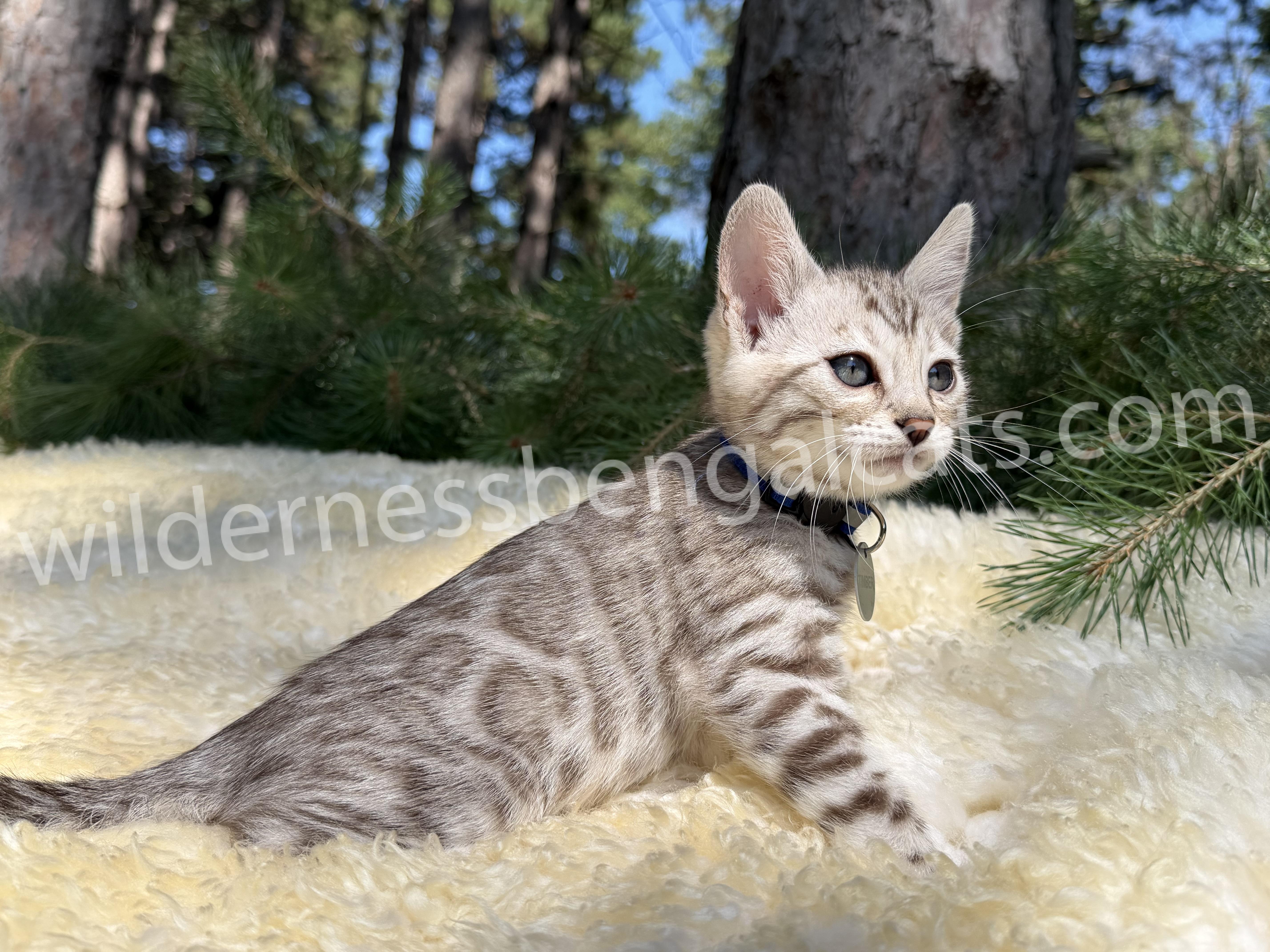 Timber - Image 5