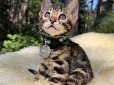 Willow ( RESERVED )