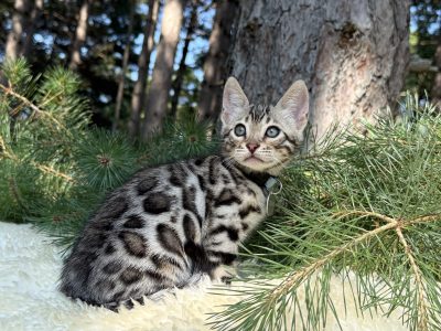Cedar ( RESERVED )