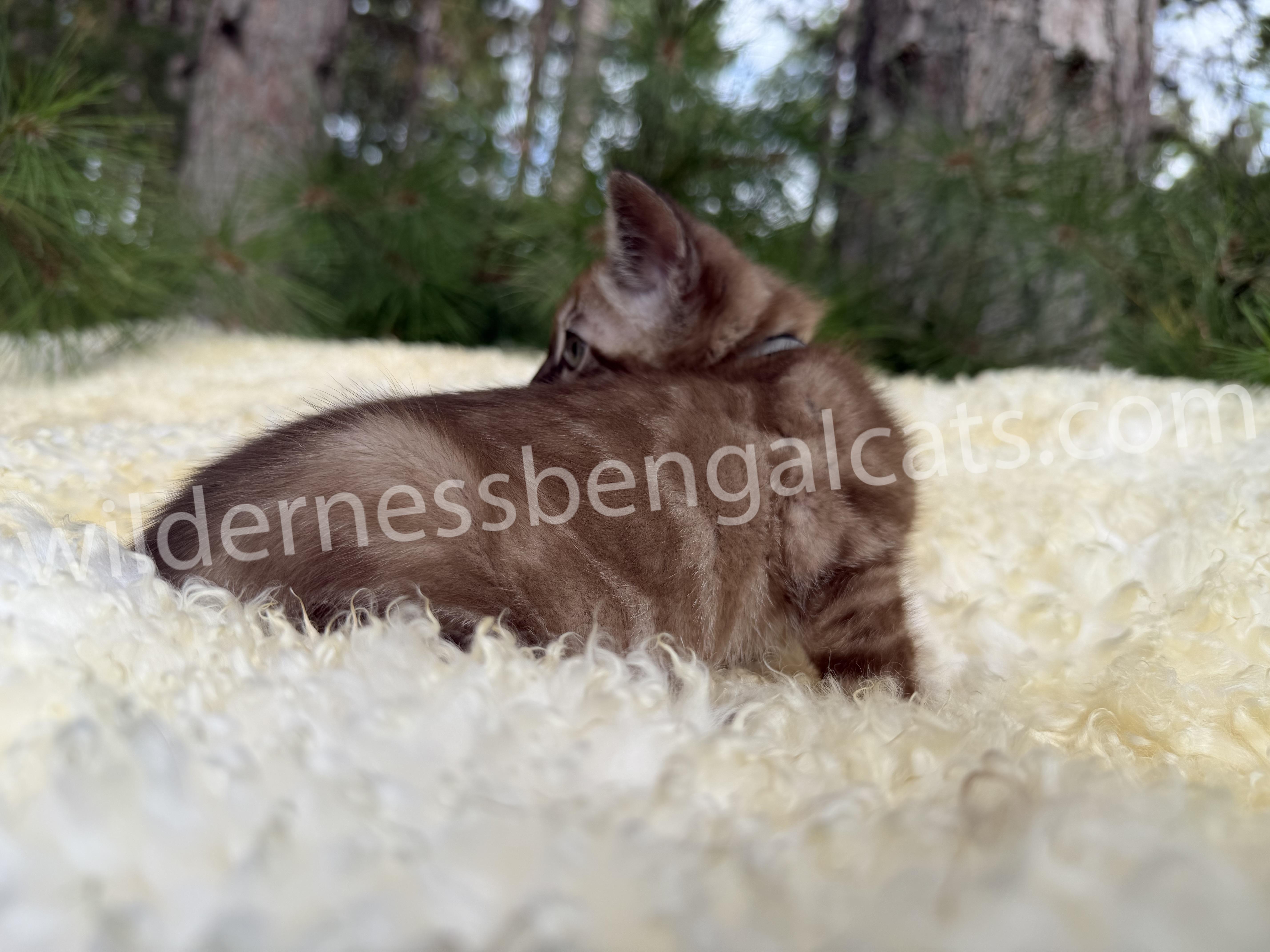 Mocha - Image 9