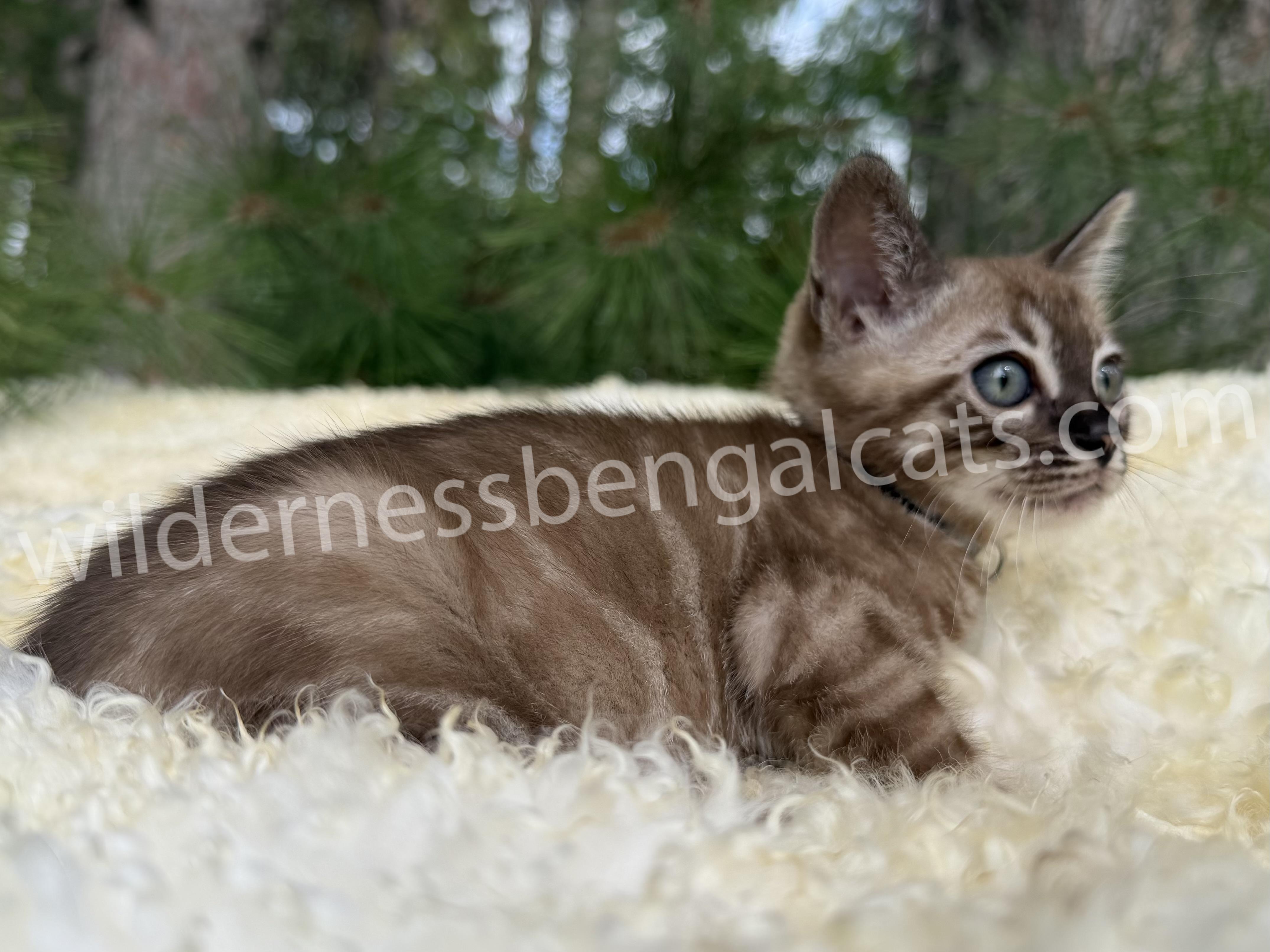 Mocha - Image 11