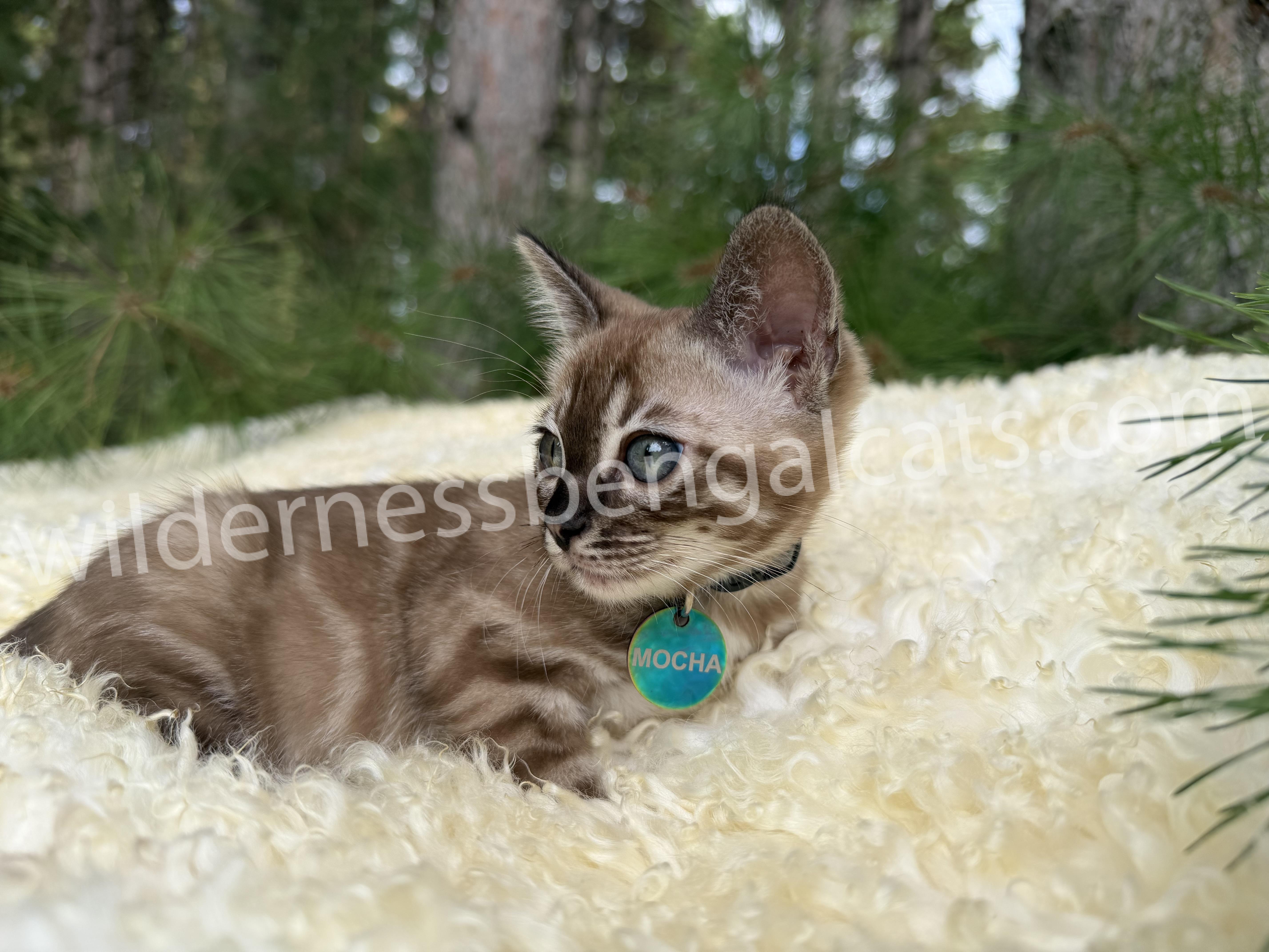 Mocha - Image 10